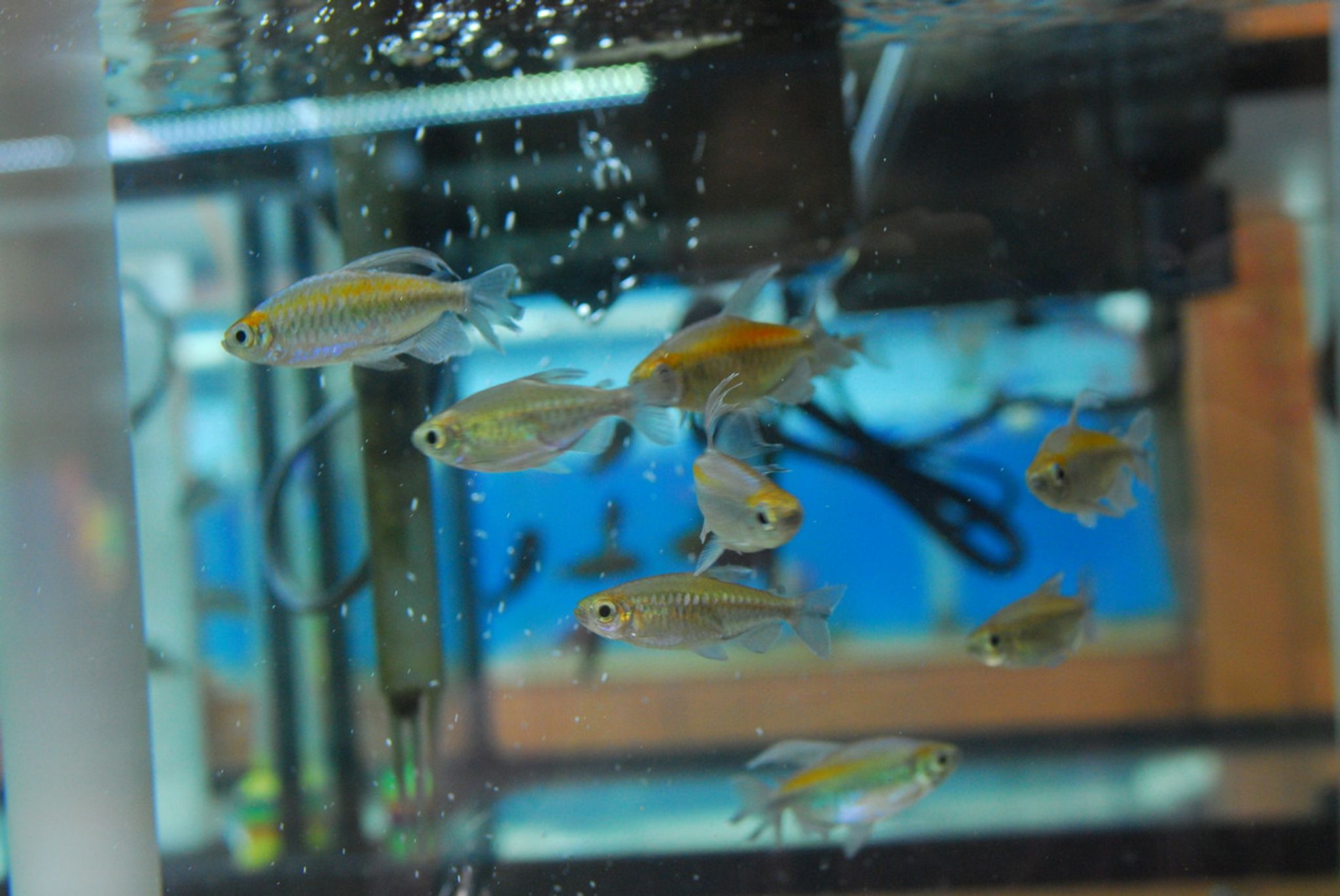 Long Fin Congo Tetra