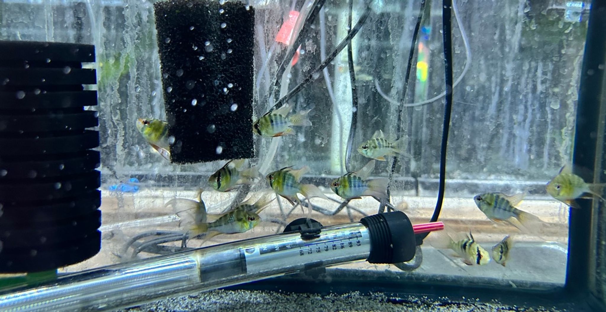 Long Fin German Blue Ram
