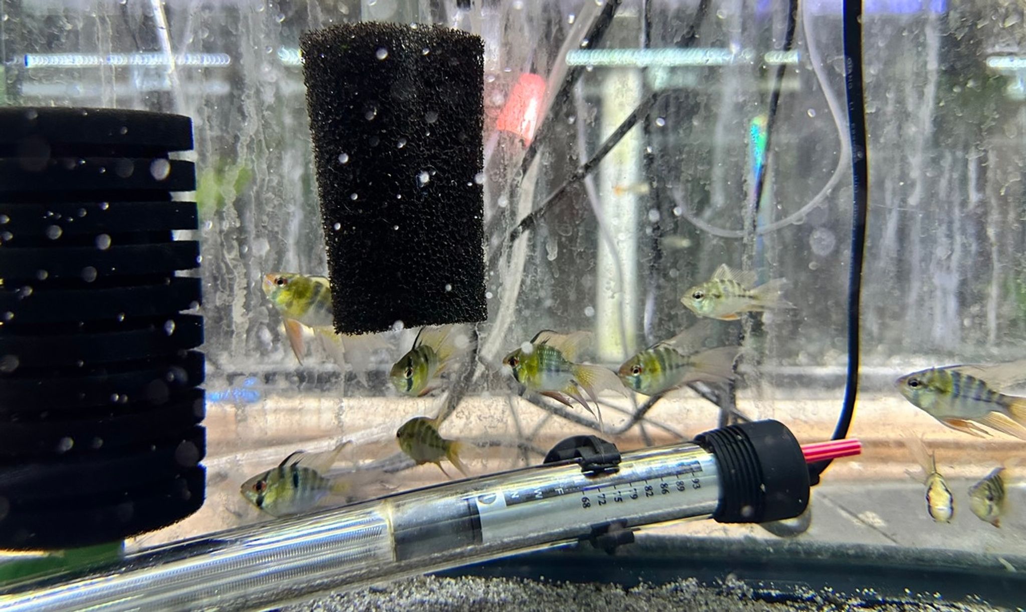 Long Fin German Blue Ram