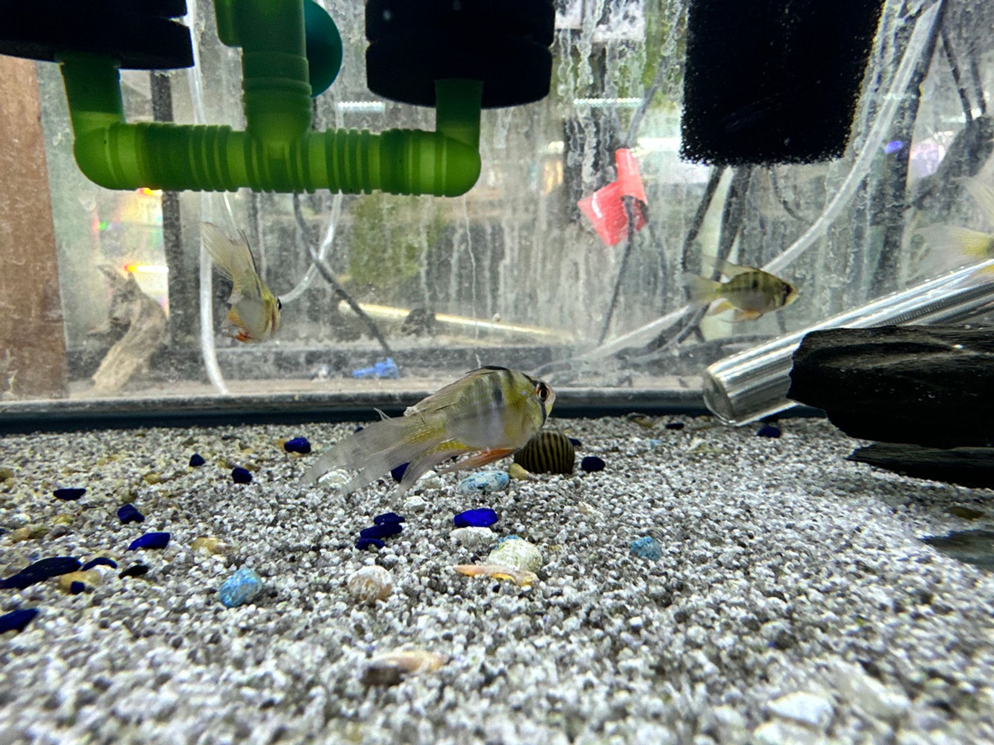 Long Fin German Blue Ram