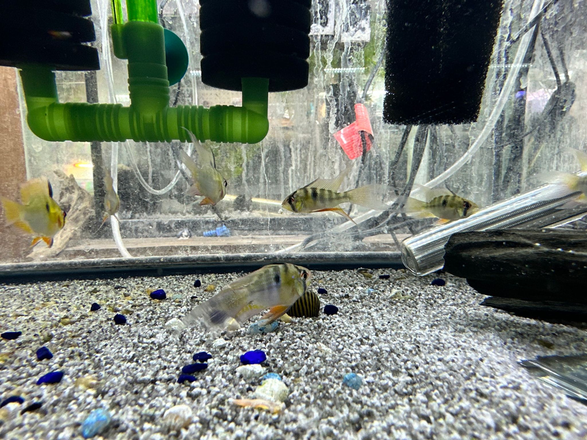 Long Fin German Blue Ram
