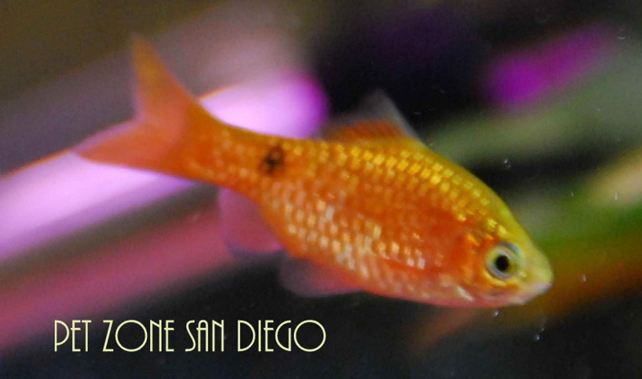 Long Fin Rosy Barb