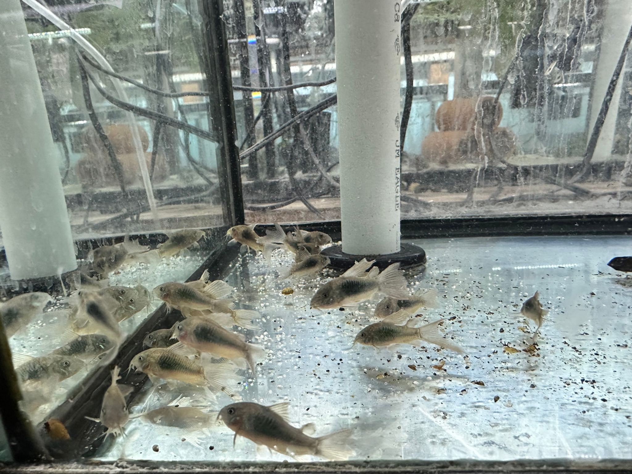 Long Fin Venezuelan Red Sailfin Cory Cat