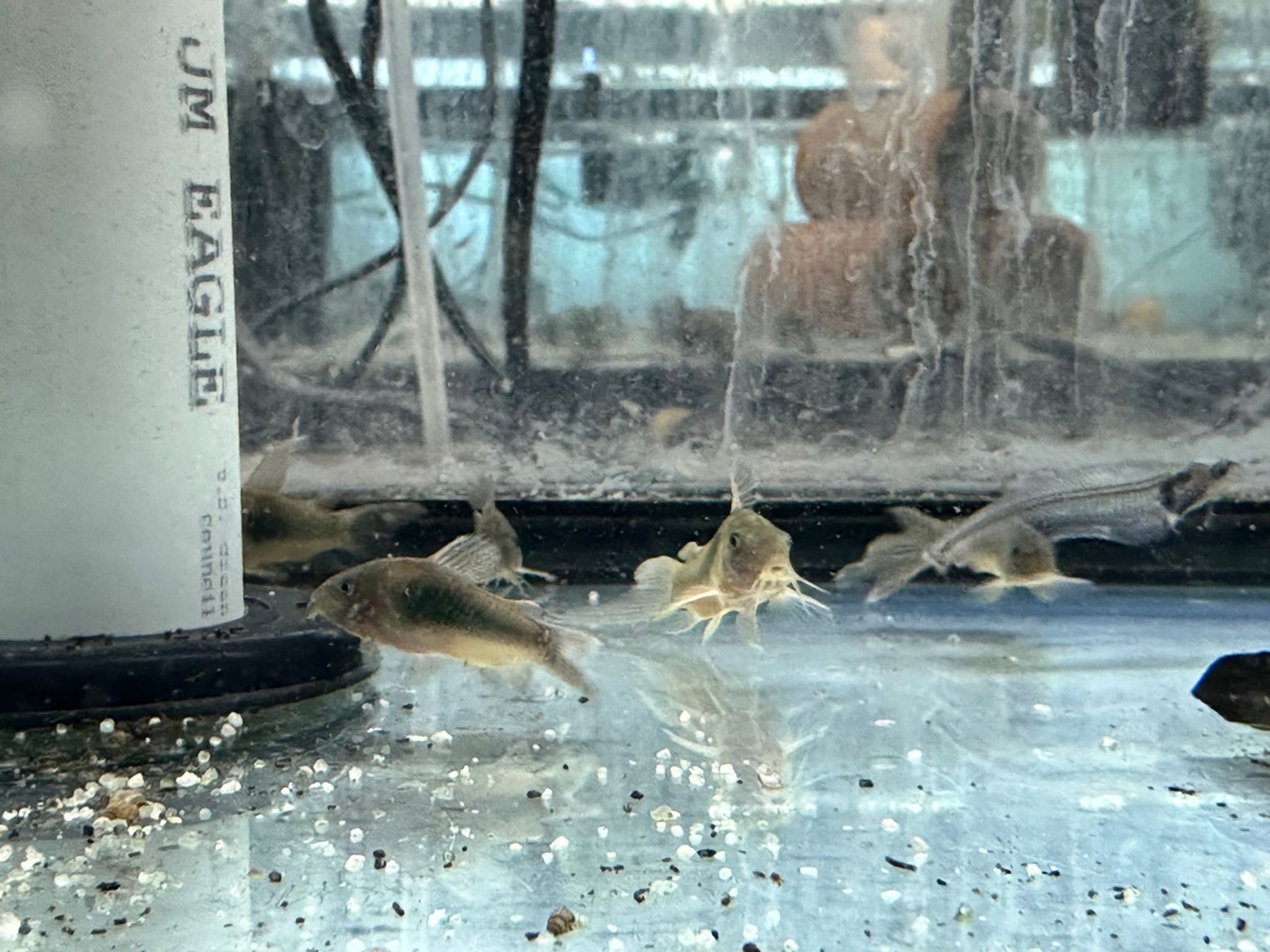 Long Fin Venezuelan Red Sailfin Cory Cat