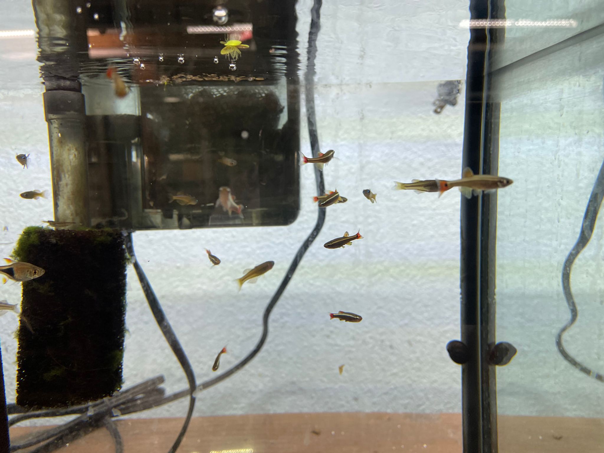 Long Fin White Cloud Minnow