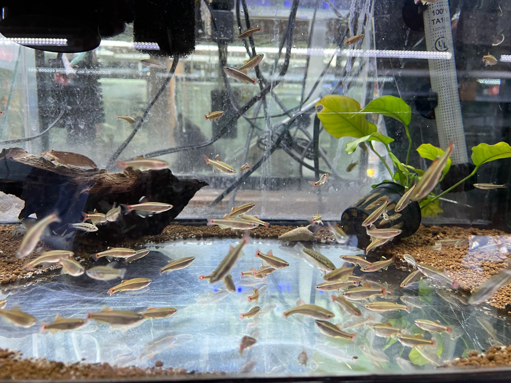 Long Fin White Cloud Minnow