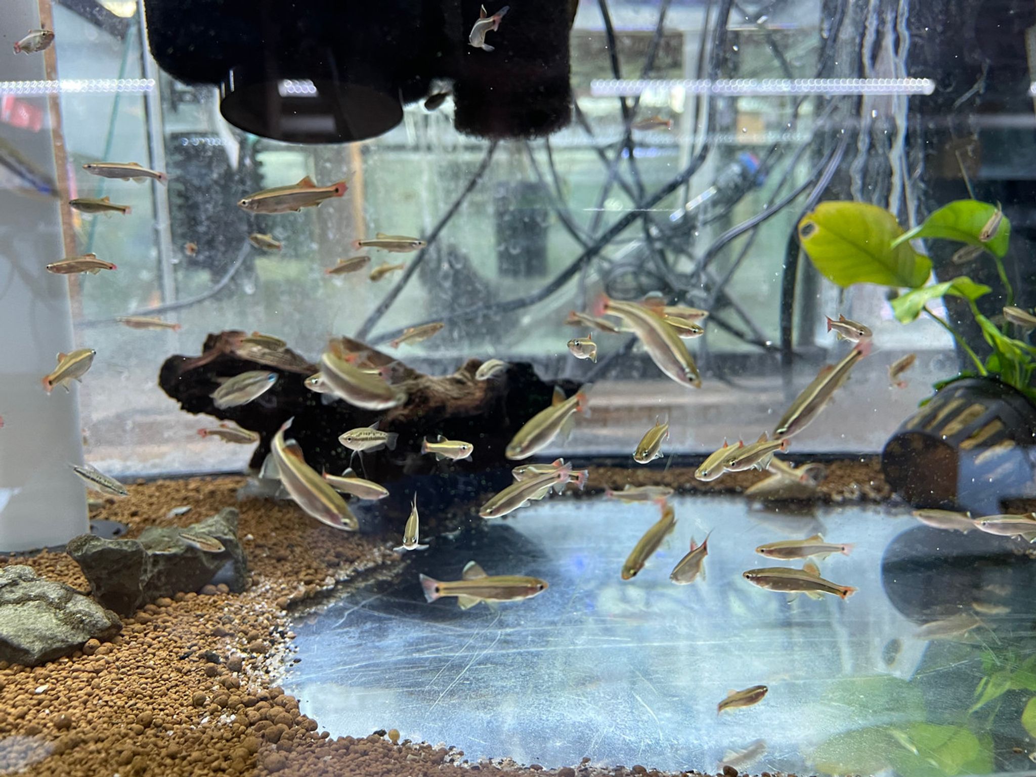 Long Fin White Cloud Minnow