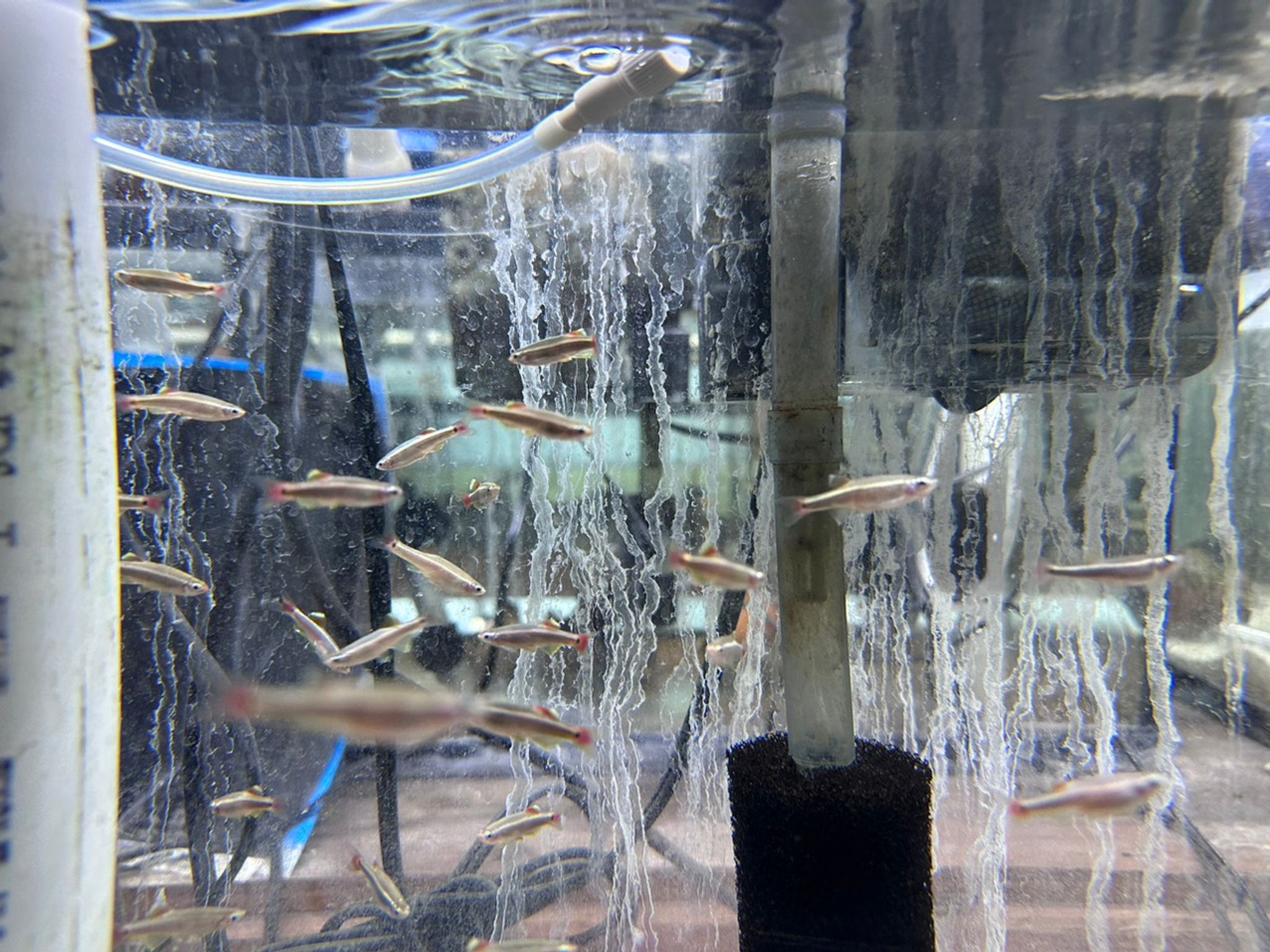 Long Fin White Cloud Minnow