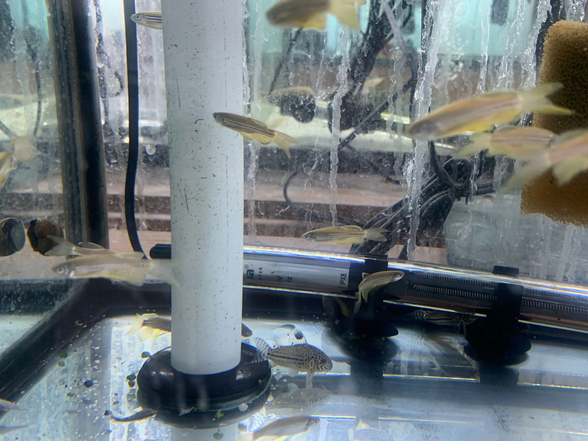 Longfin Leopard Danio