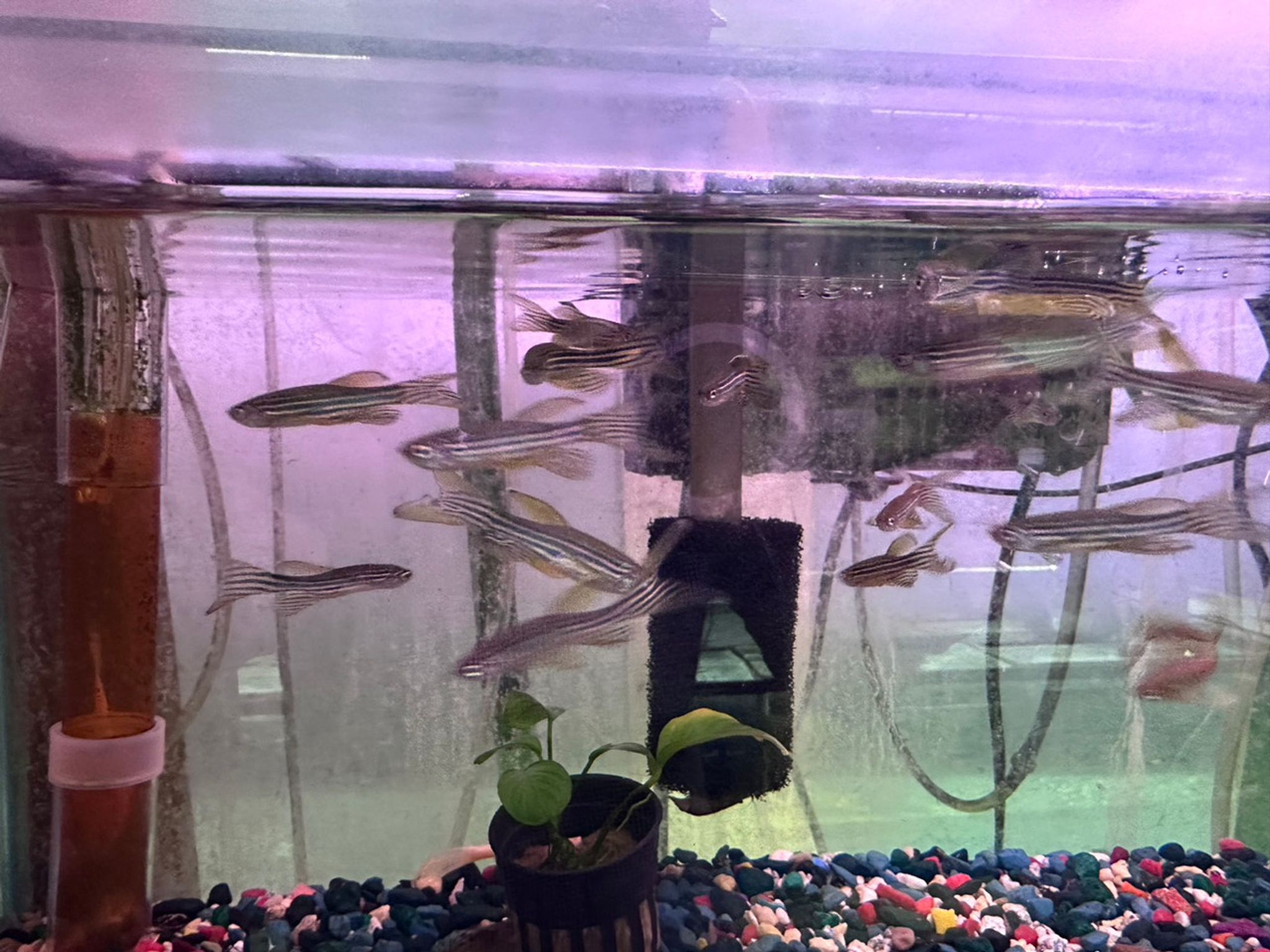 Longfin Zebra Danio