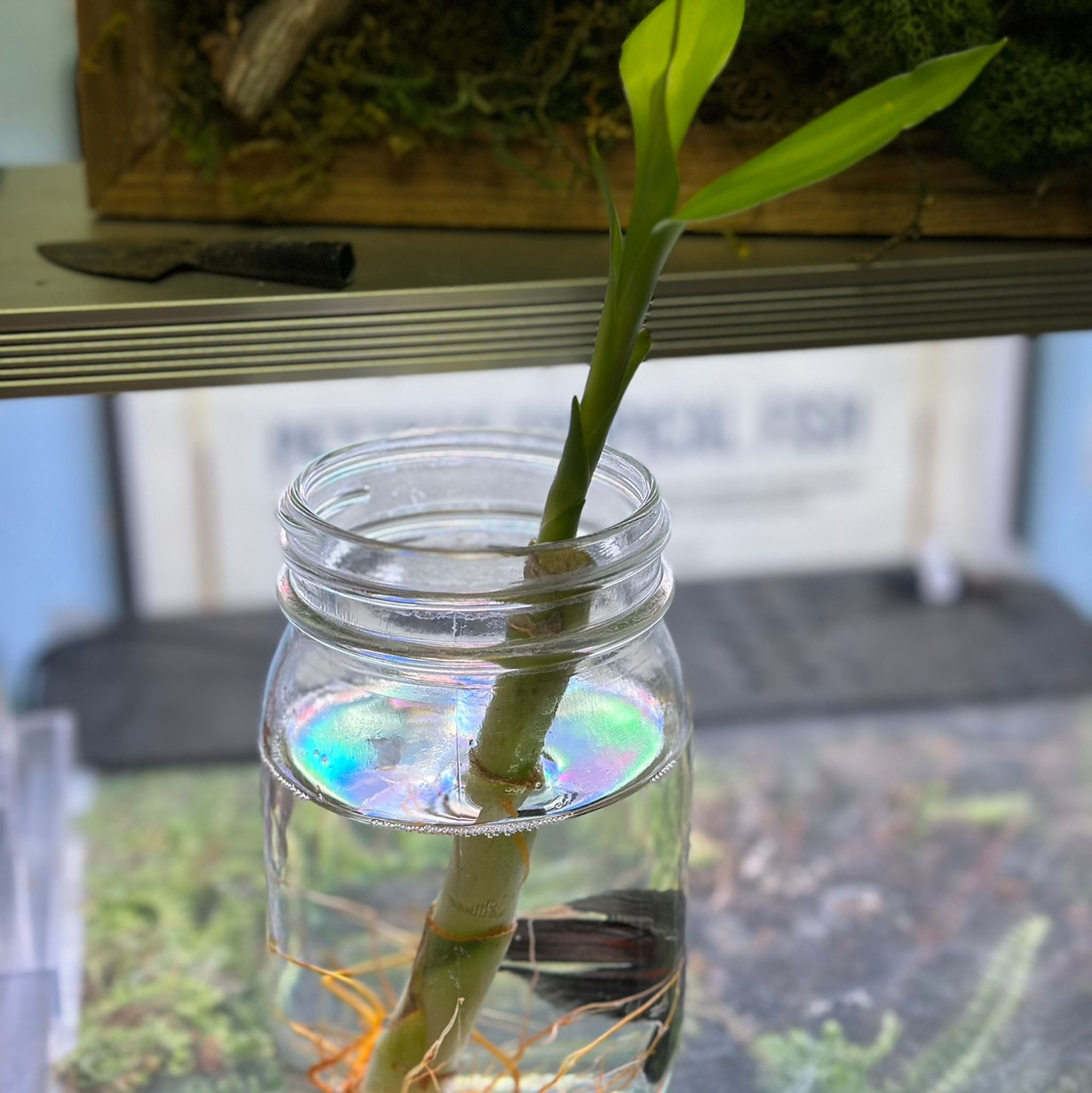 Lucky Bamboo