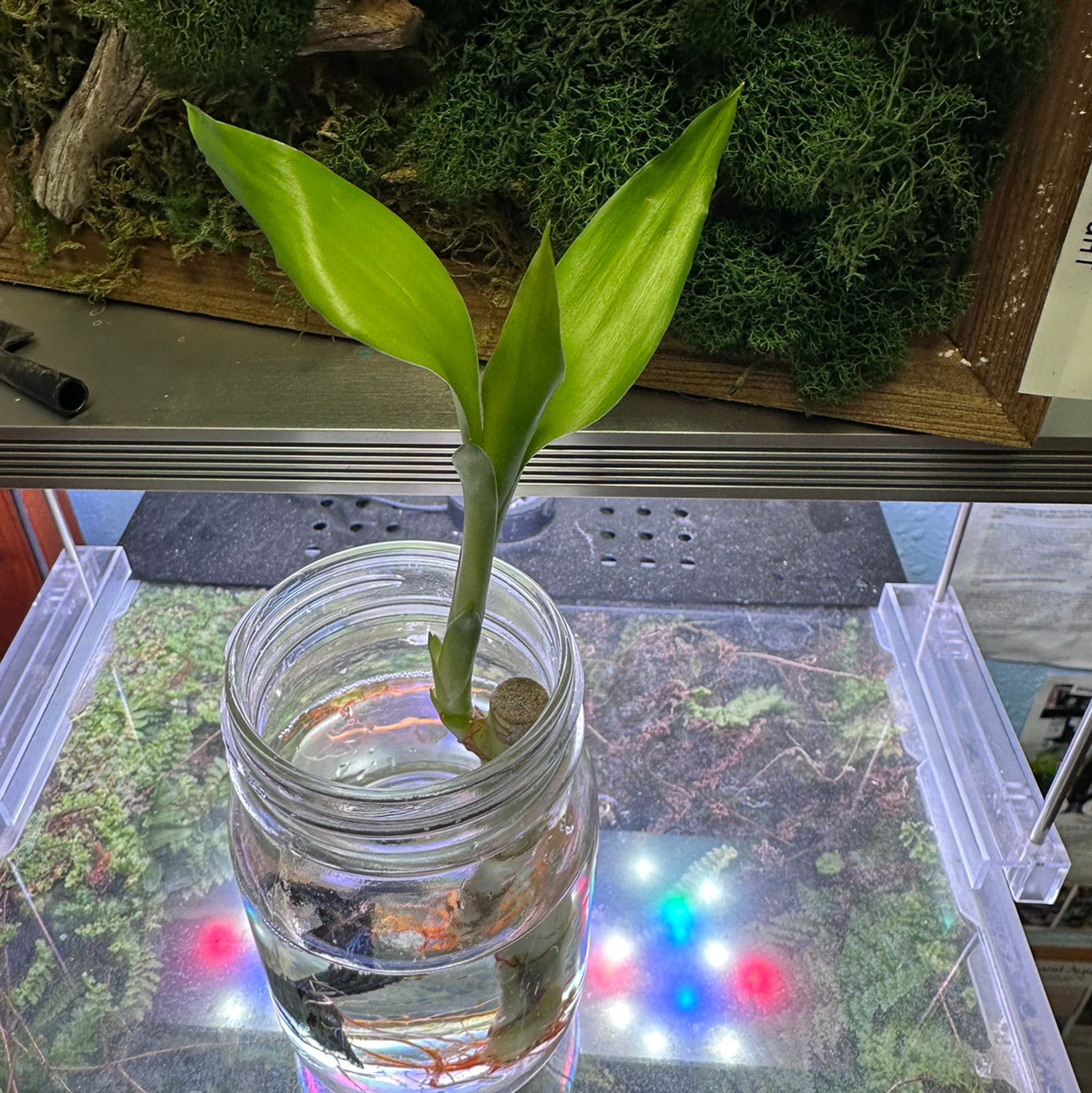 Lucky Bamboo