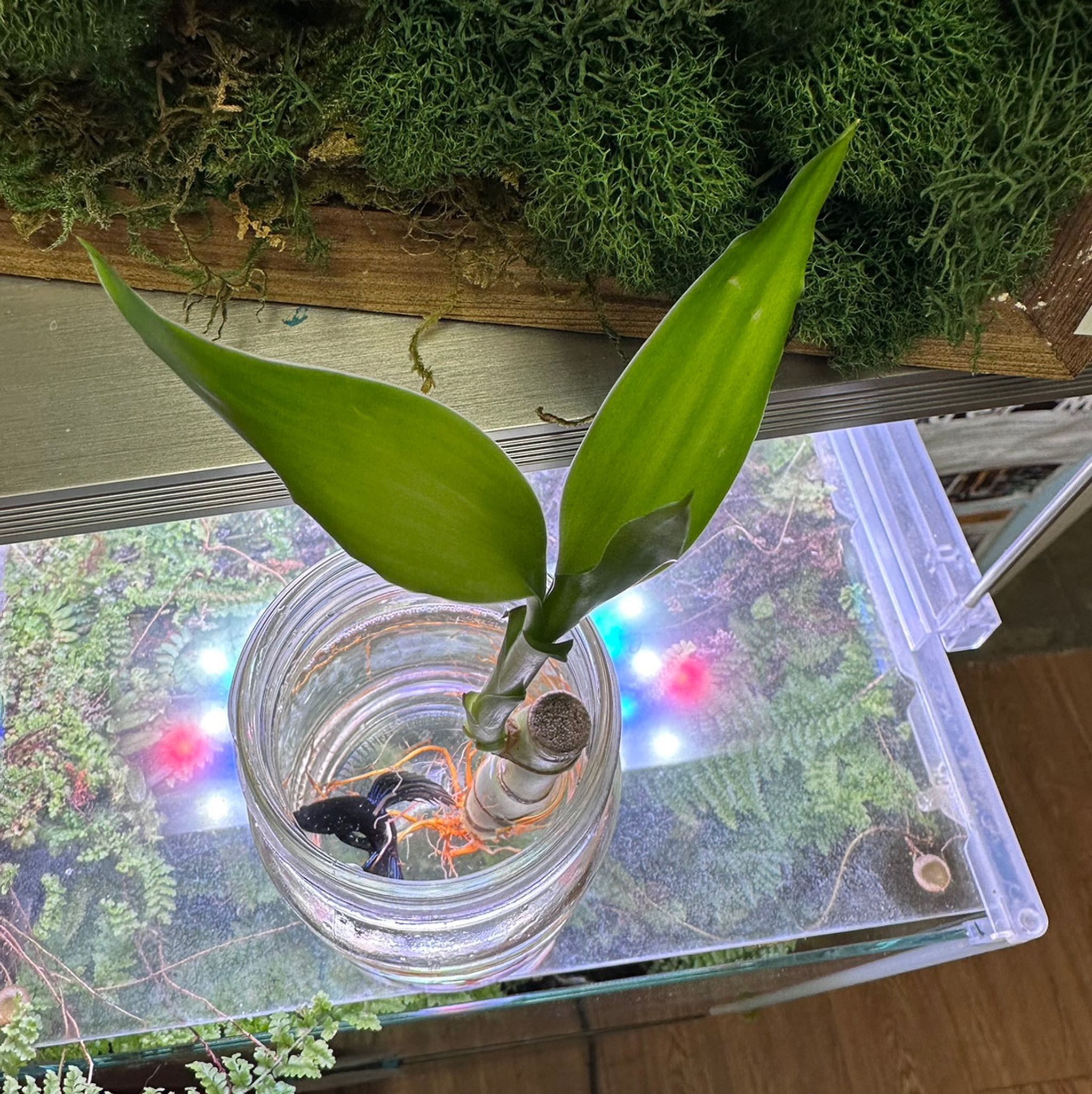 Lucky Bamboo