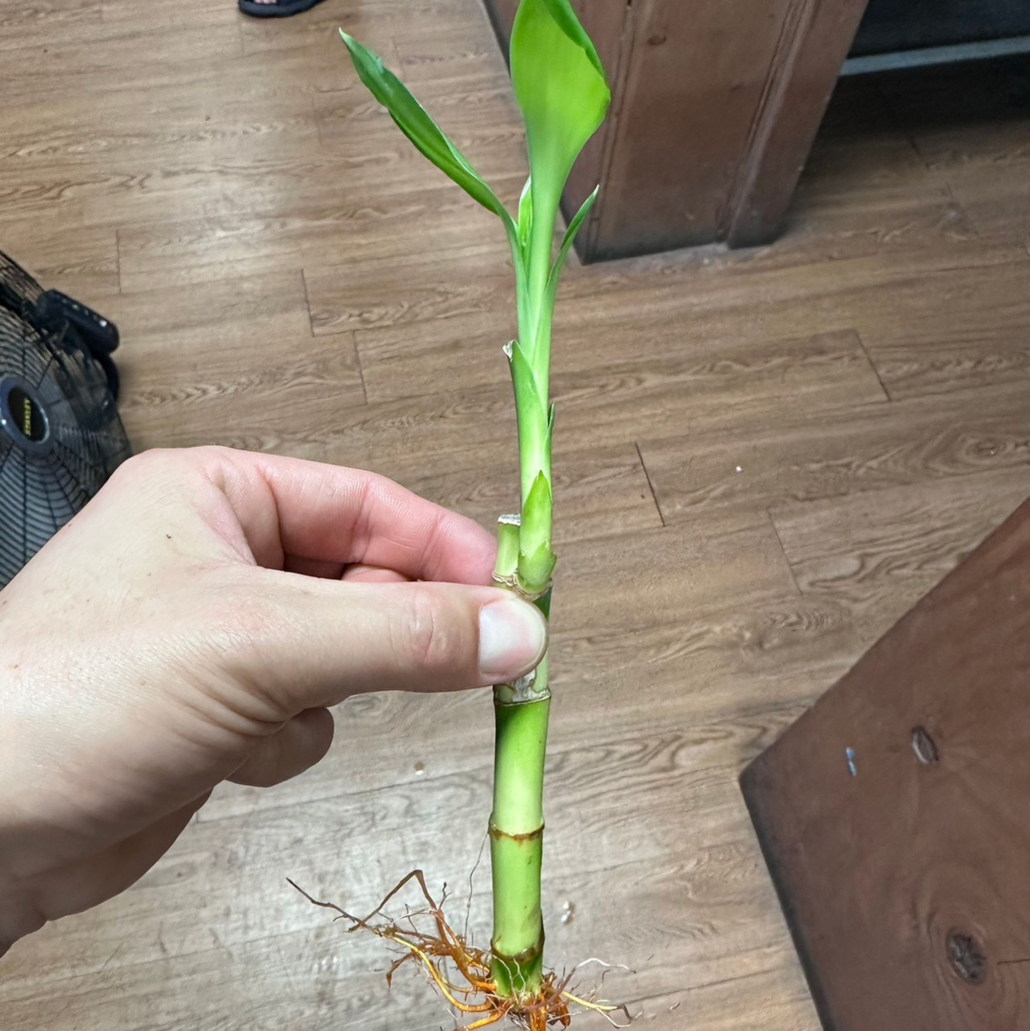 Lucky Bamboo
