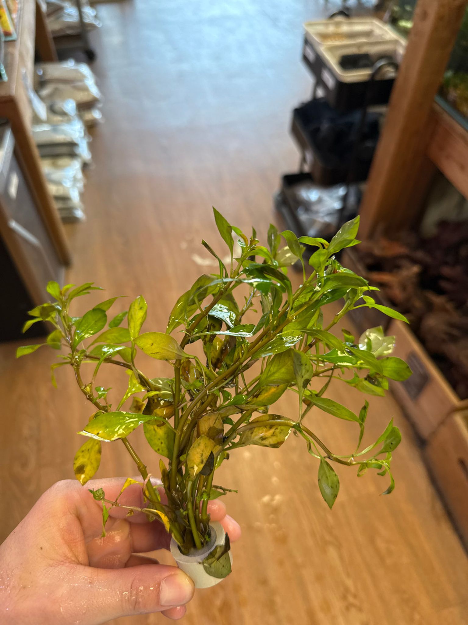 Ludwigia Broad Leaf Bunch