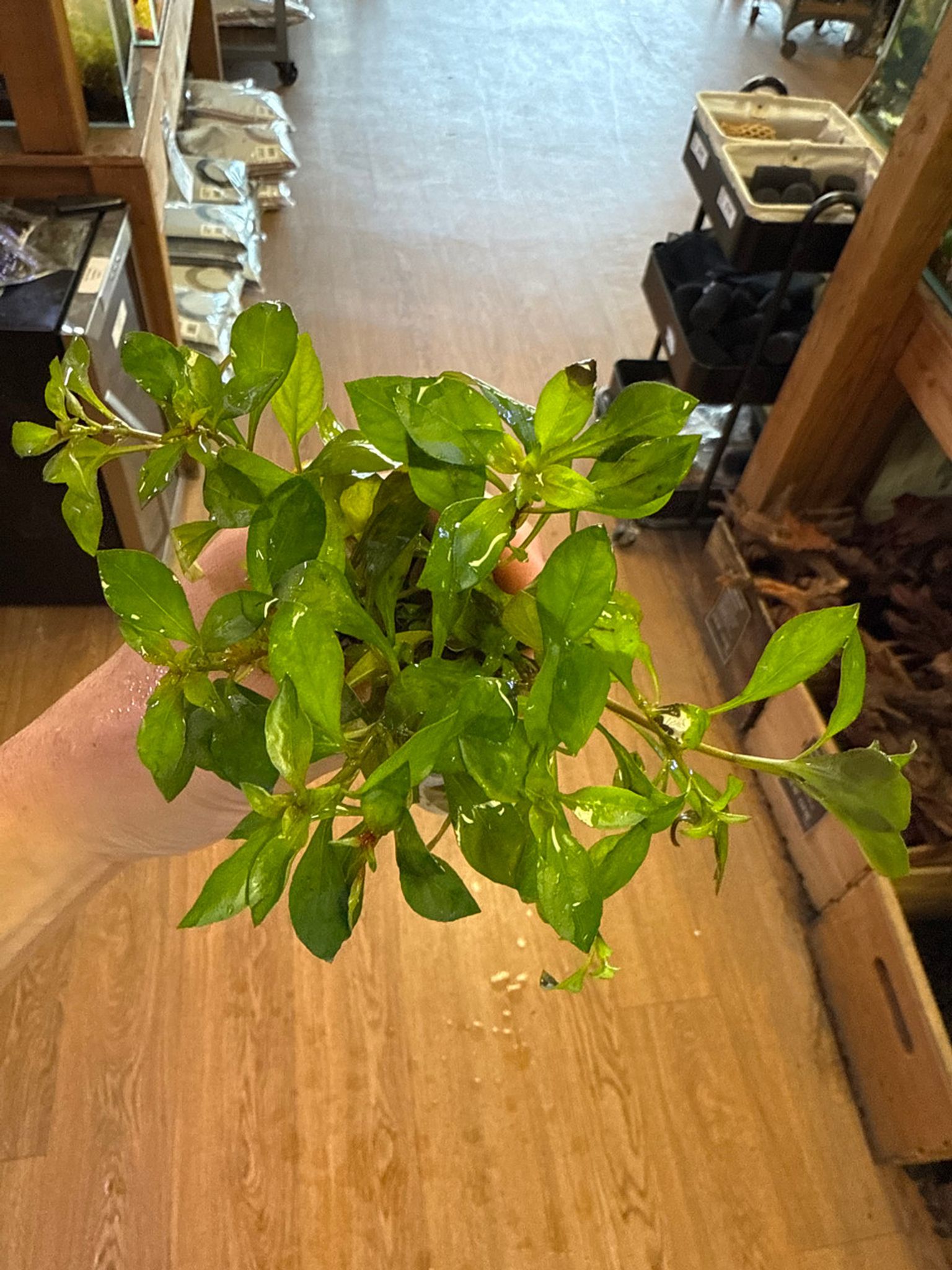 Ludwigia Broad Leaf Bunch