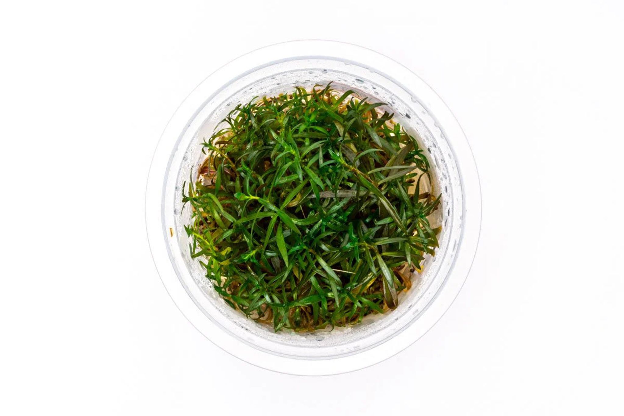 Ludwigia Crystal Aquatic Farmer Tissue Culture