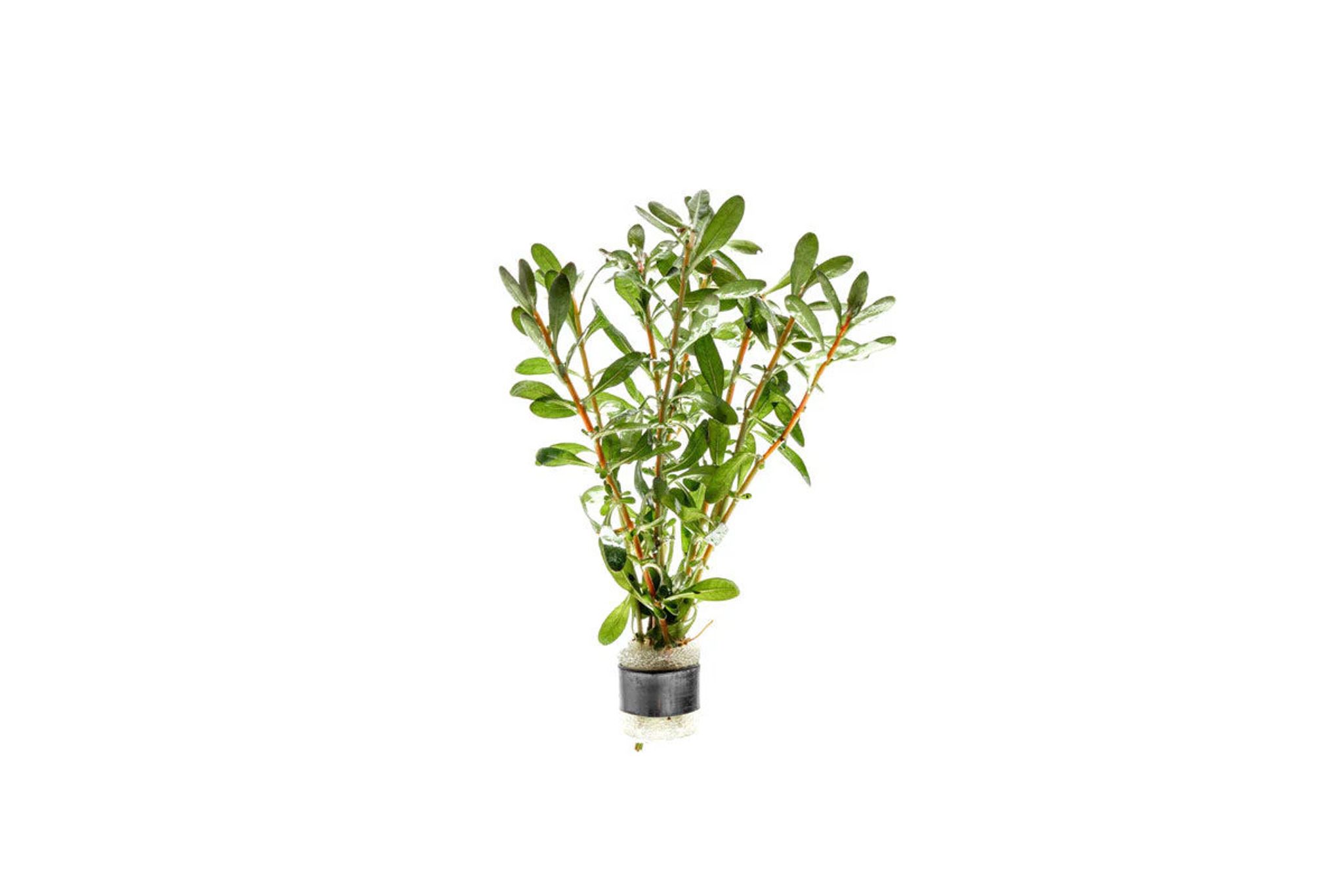 Ludwigia Inclinata Pink