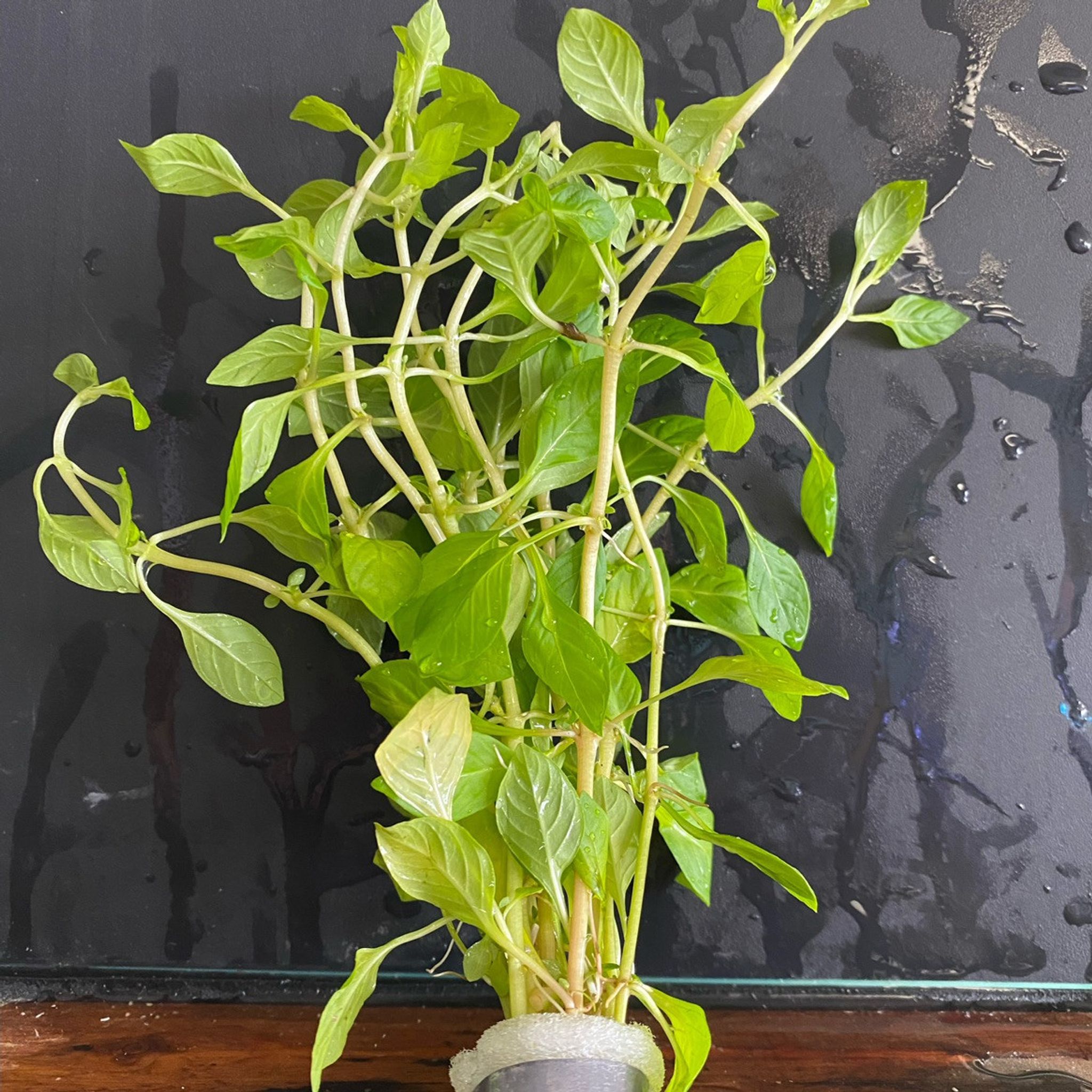 Ludwigia Palustris Red