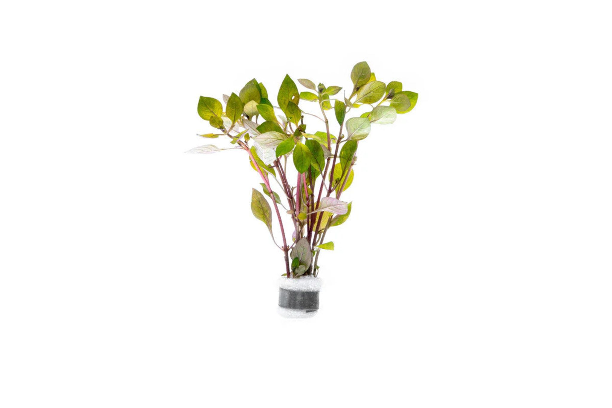 Ludwigia Palustris SUPER RED MINI
