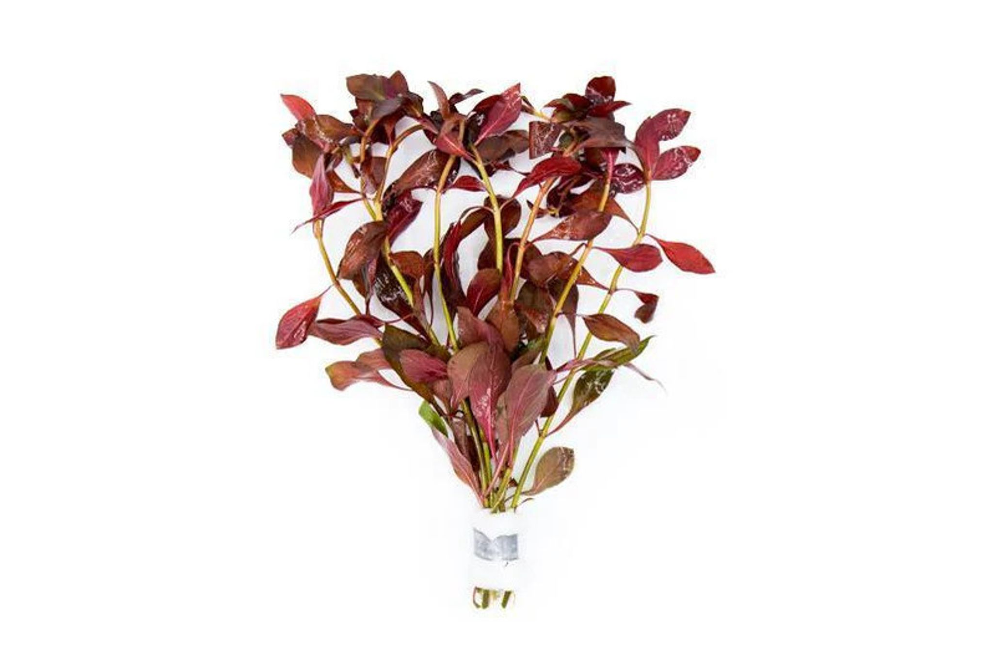 Ludwigia Peruensis/Gladulosa var. Diamond