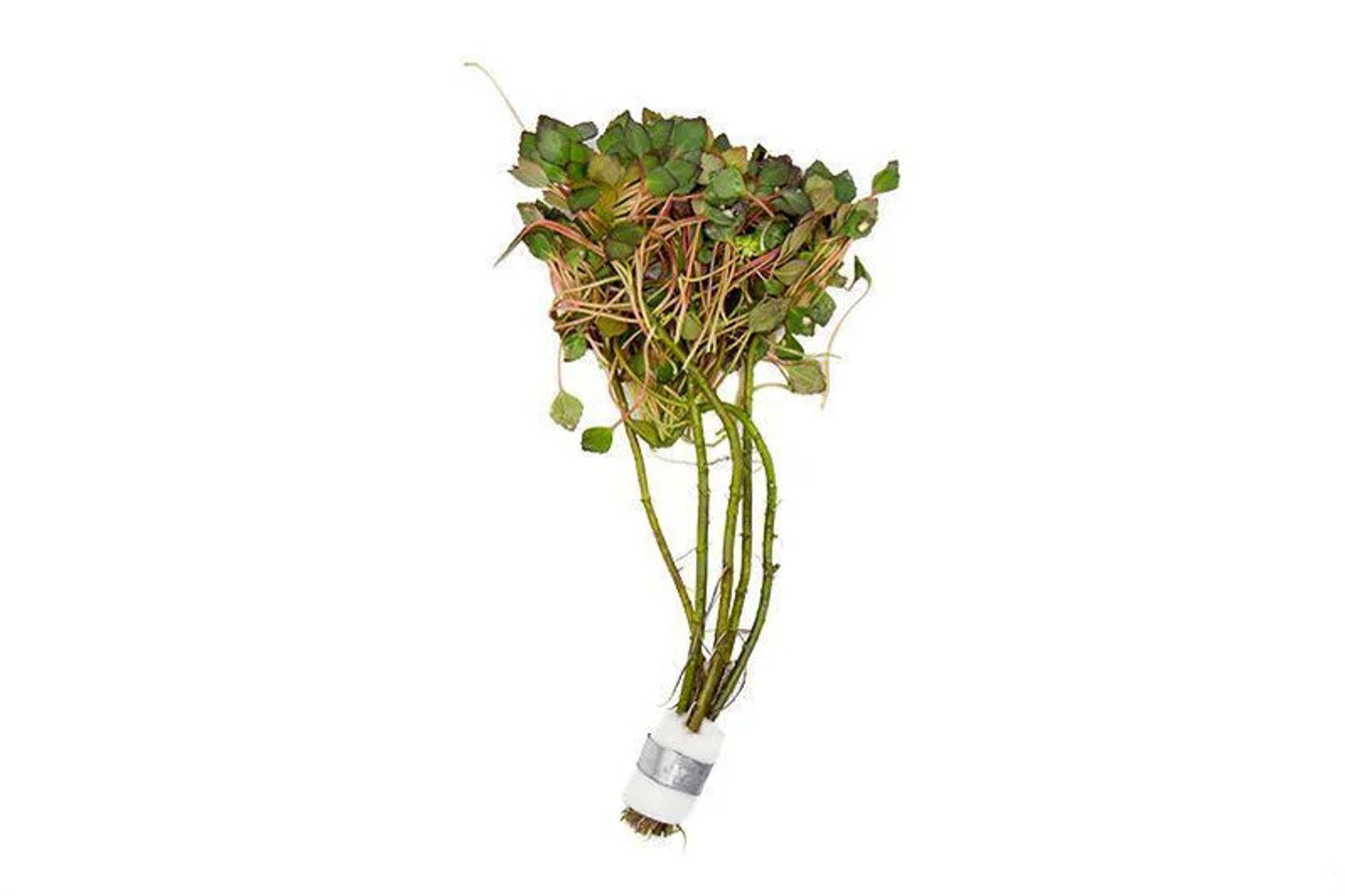 ludwigia sedioides