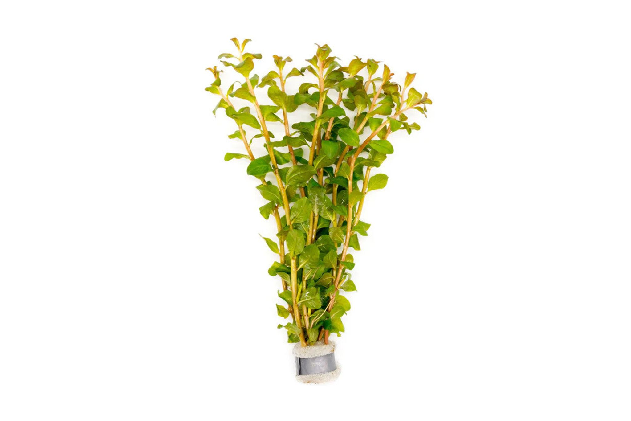 Ludwigia Senegalensis