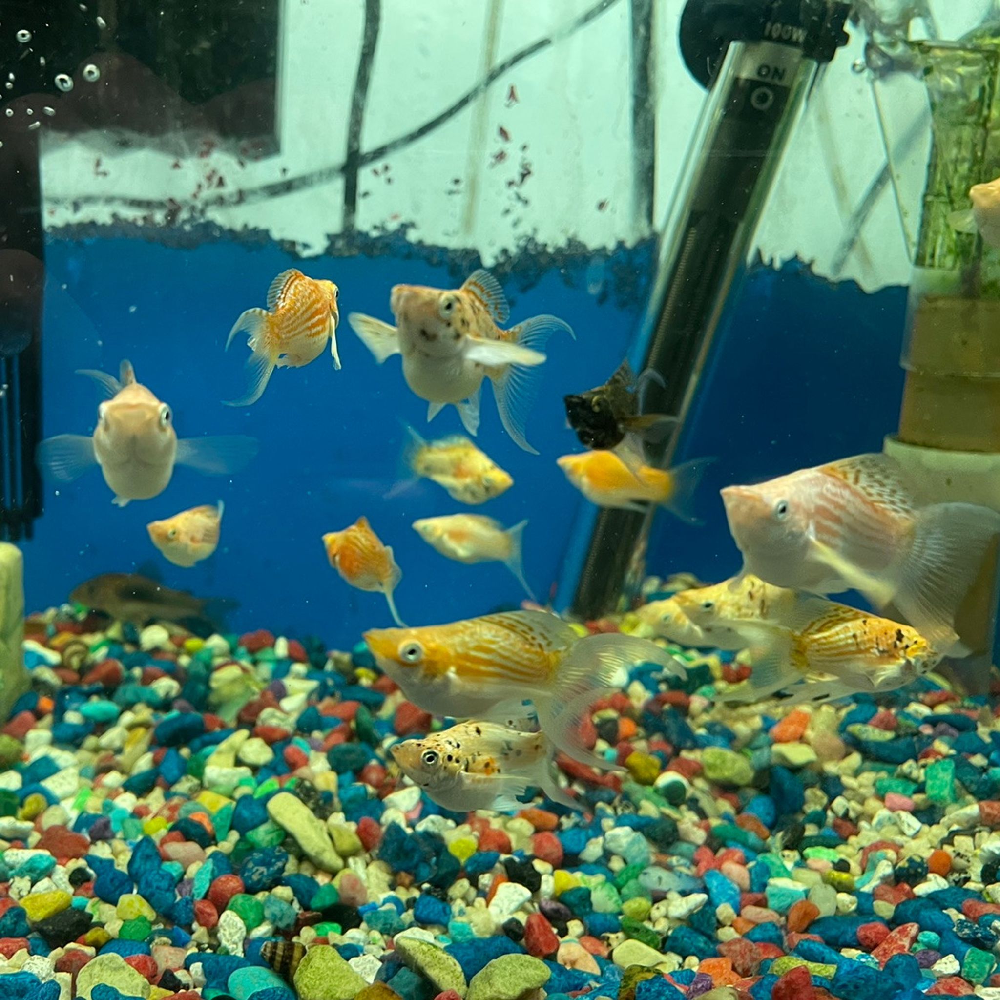 Lyretail Balloon Molly