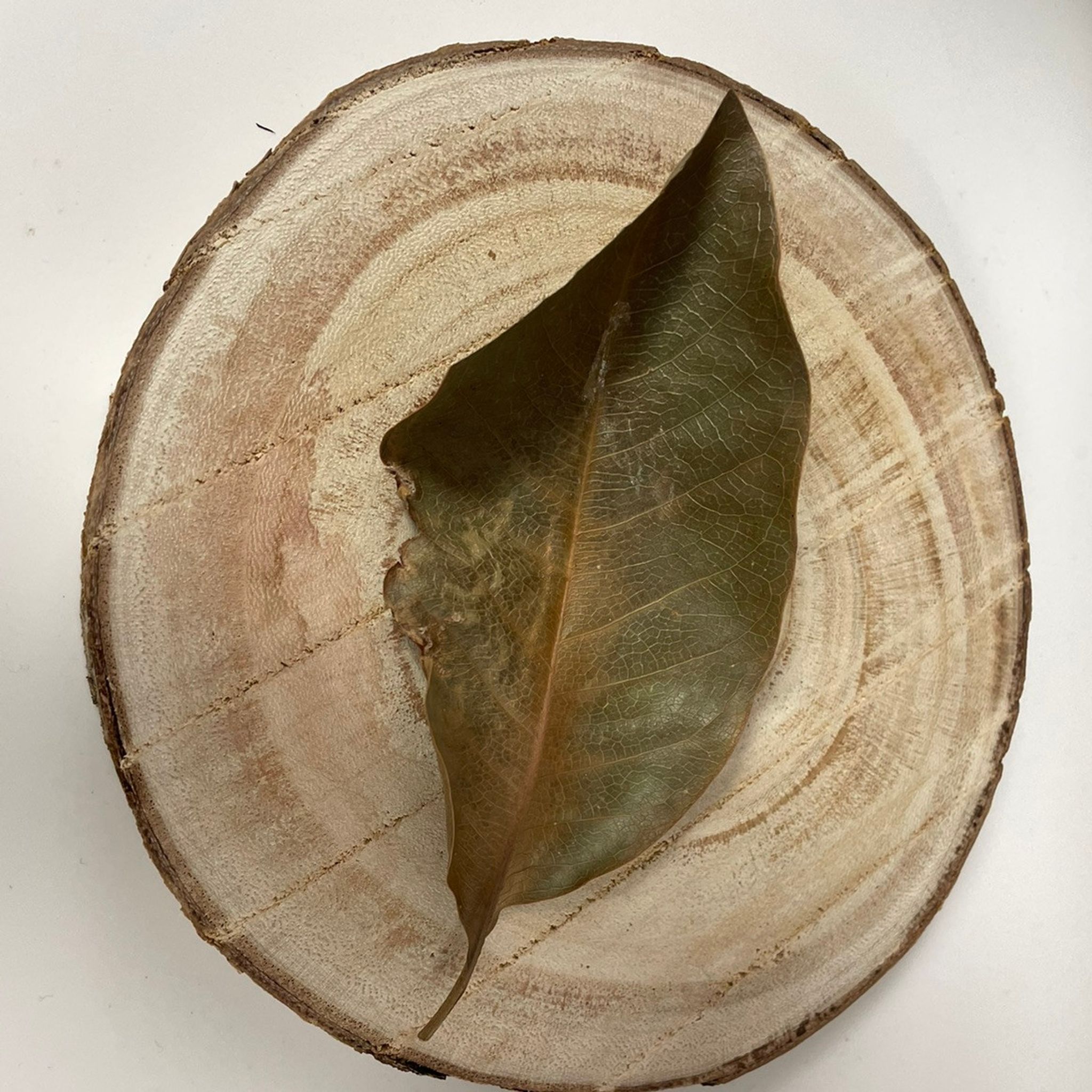 Magnolia Leaves