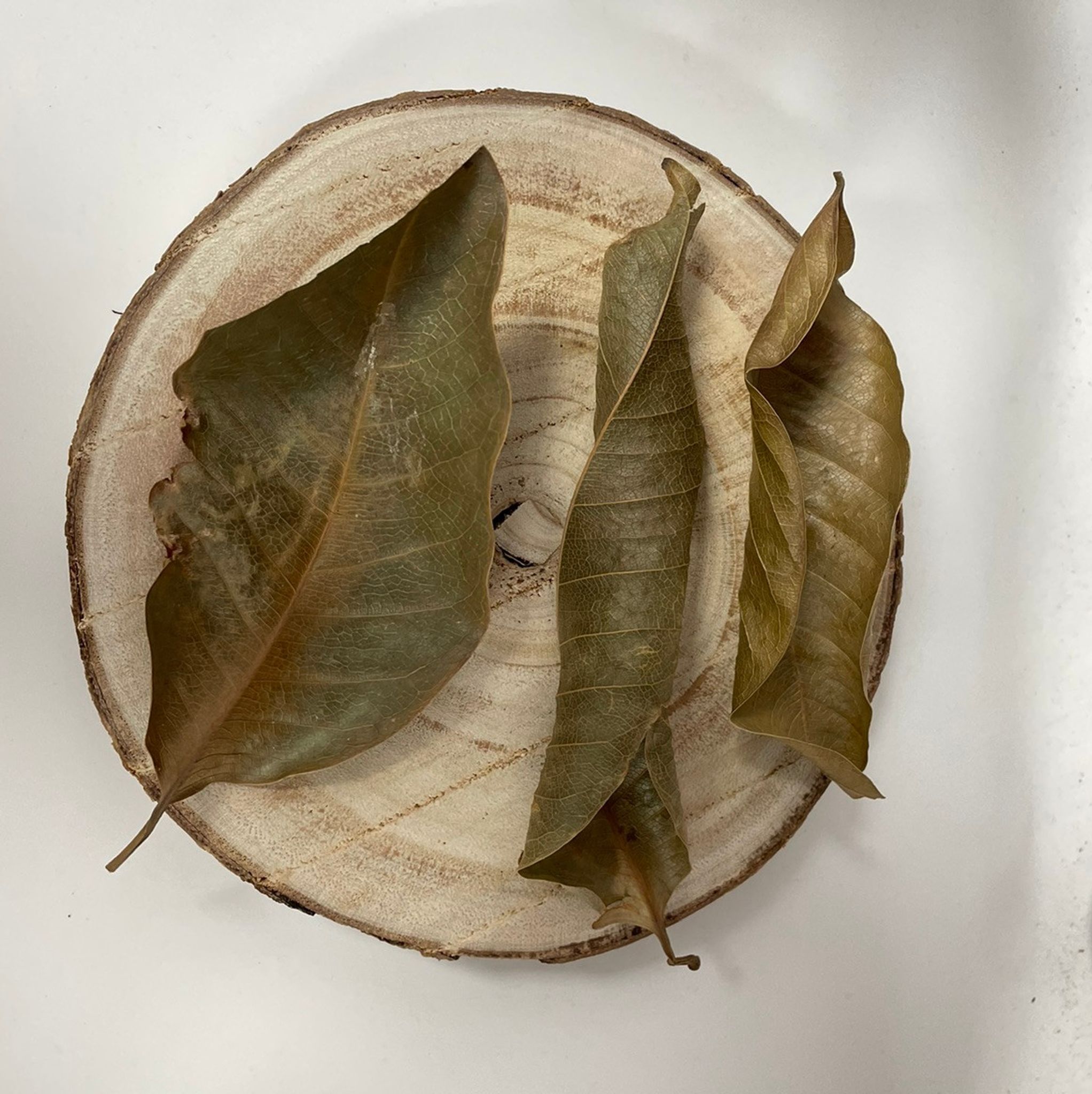 Magnolia Leaves