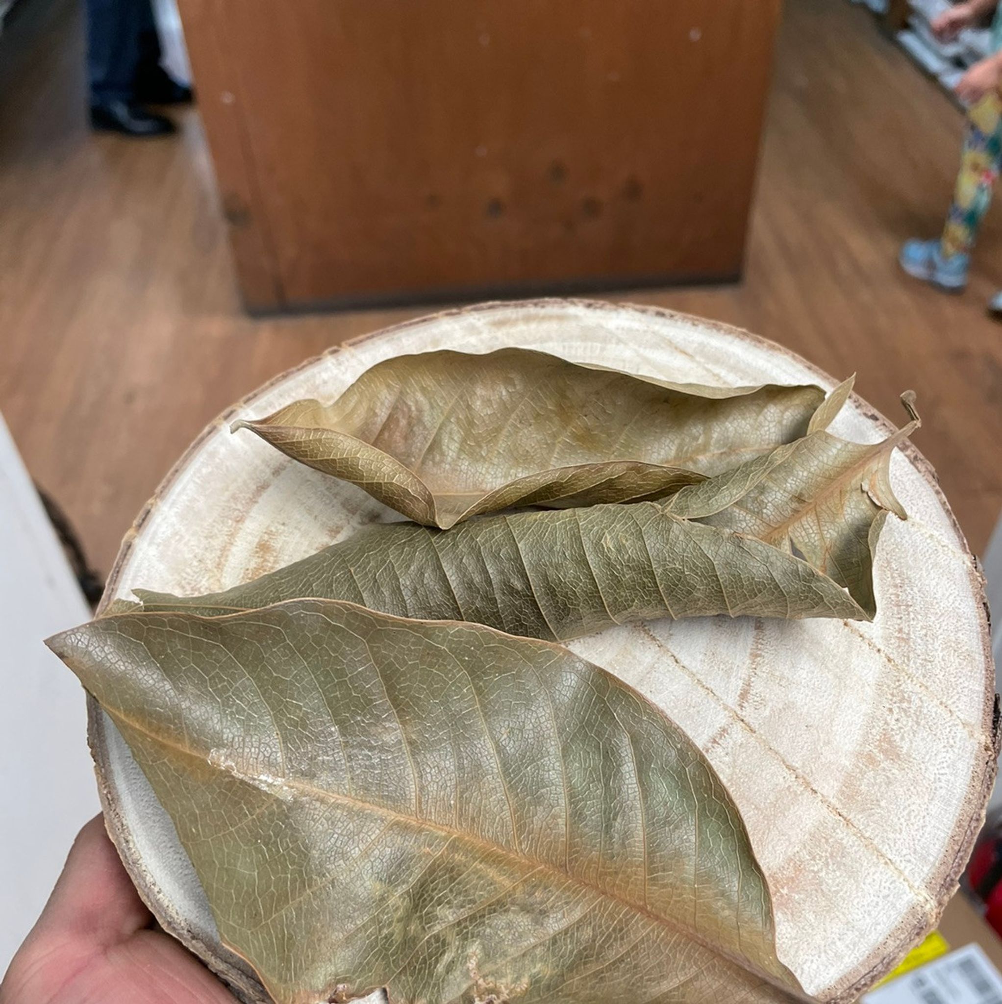 Magnolia Leaves