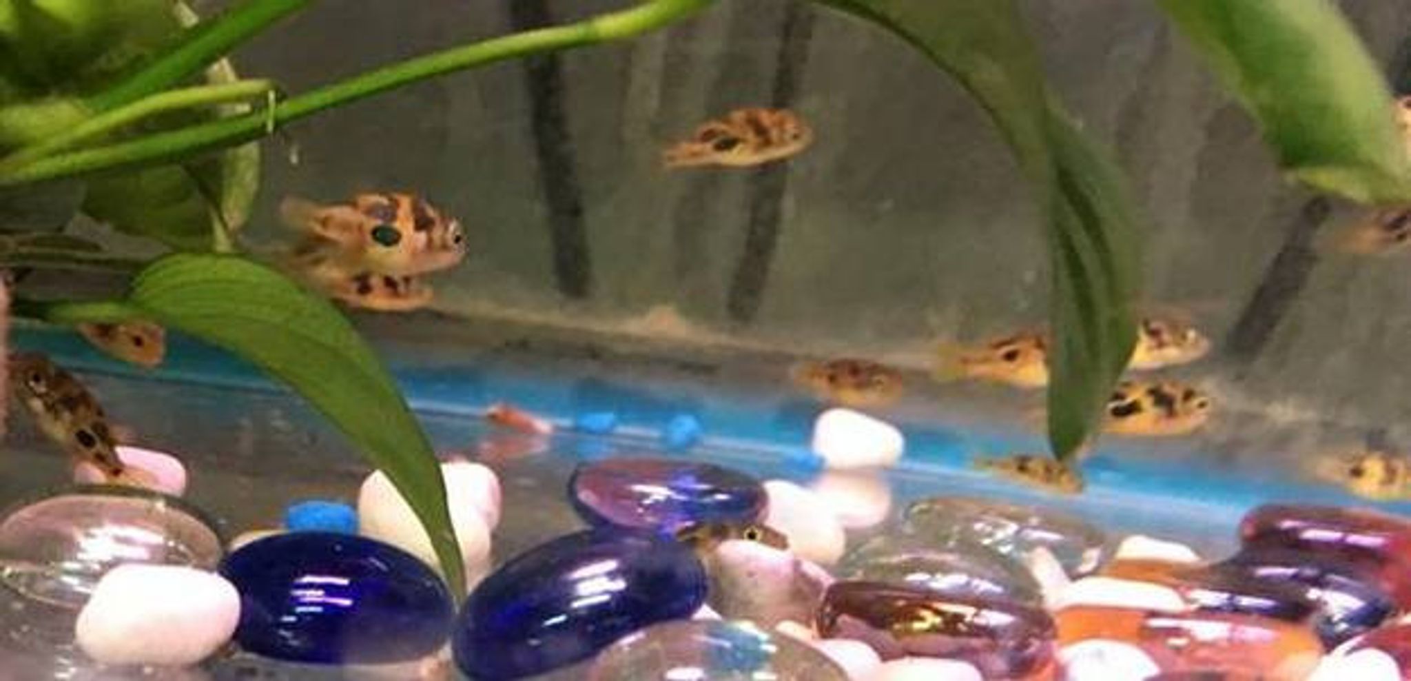 Malabar Dwarf Puffer (Pea Puffer)