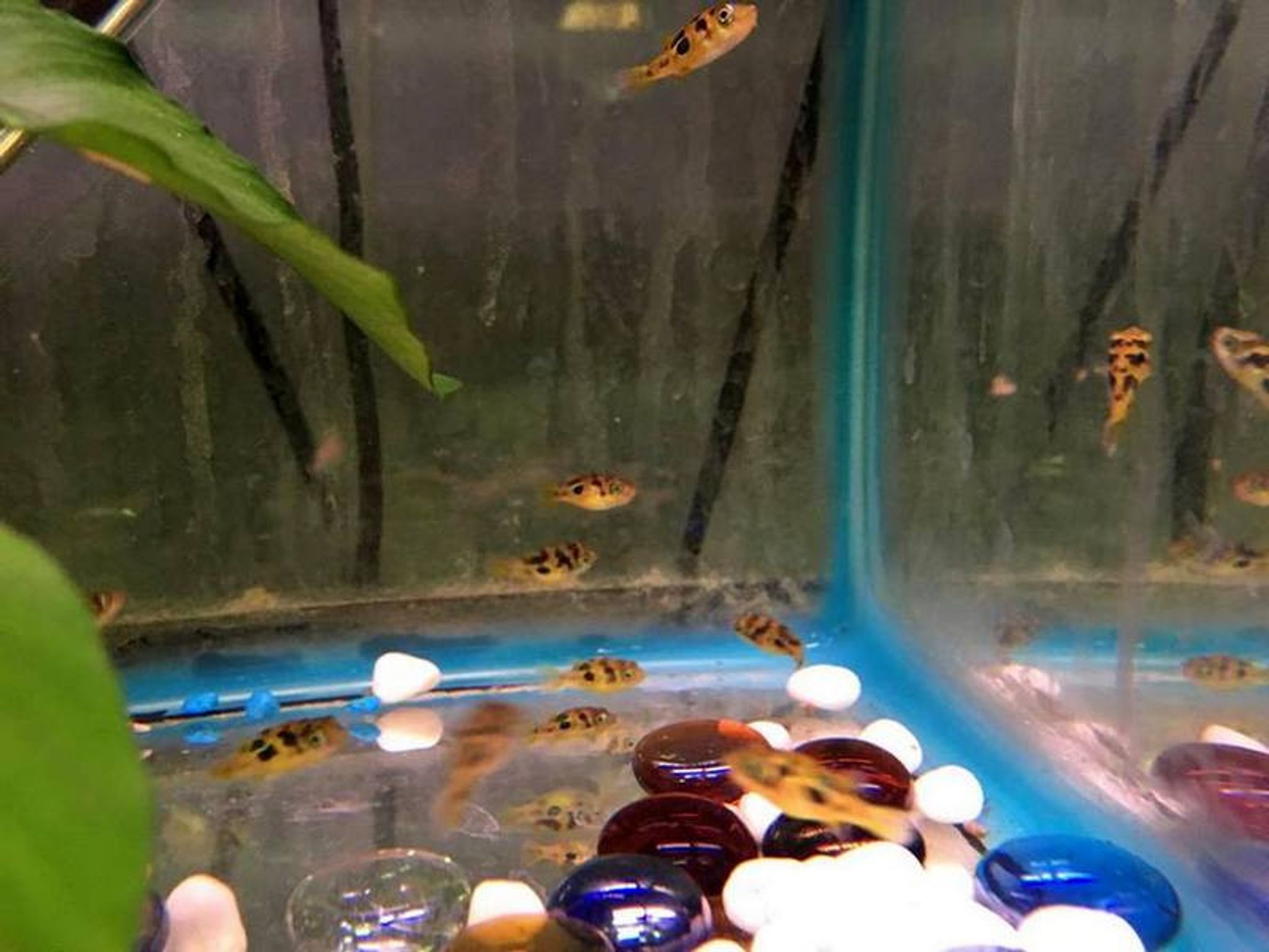 Malabar Dwarf Puffer (Pea Puffer)