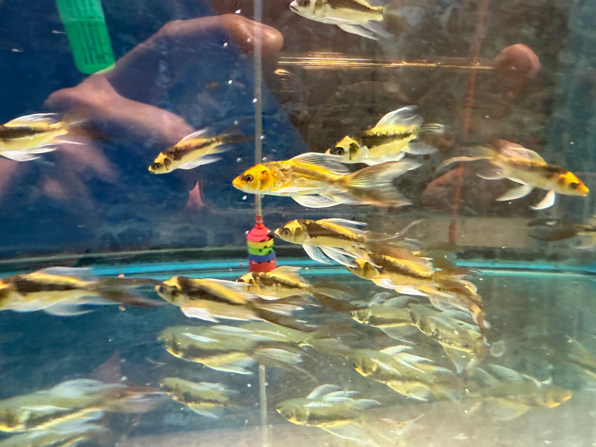 Malayan Butterfly Koi