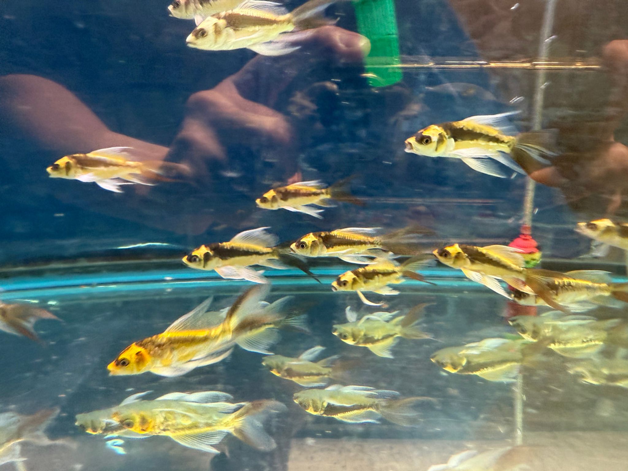 Malayan Butterfly Koi