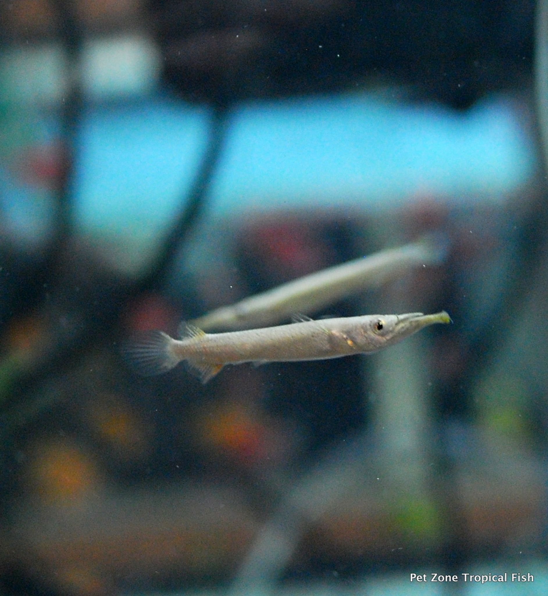Malayan Halfbeak