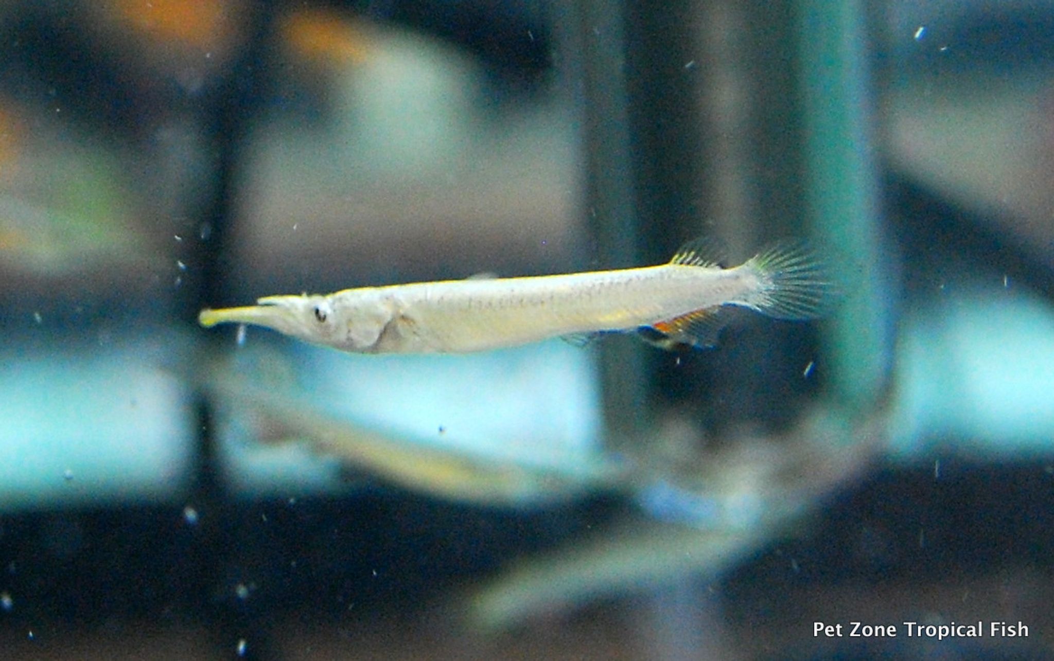 Malayan Halfbeak