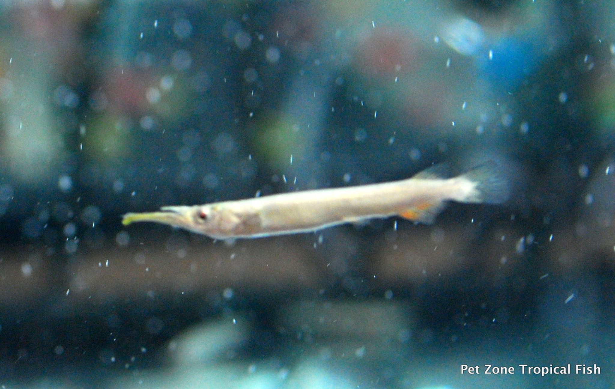 Malayan Halfbeak