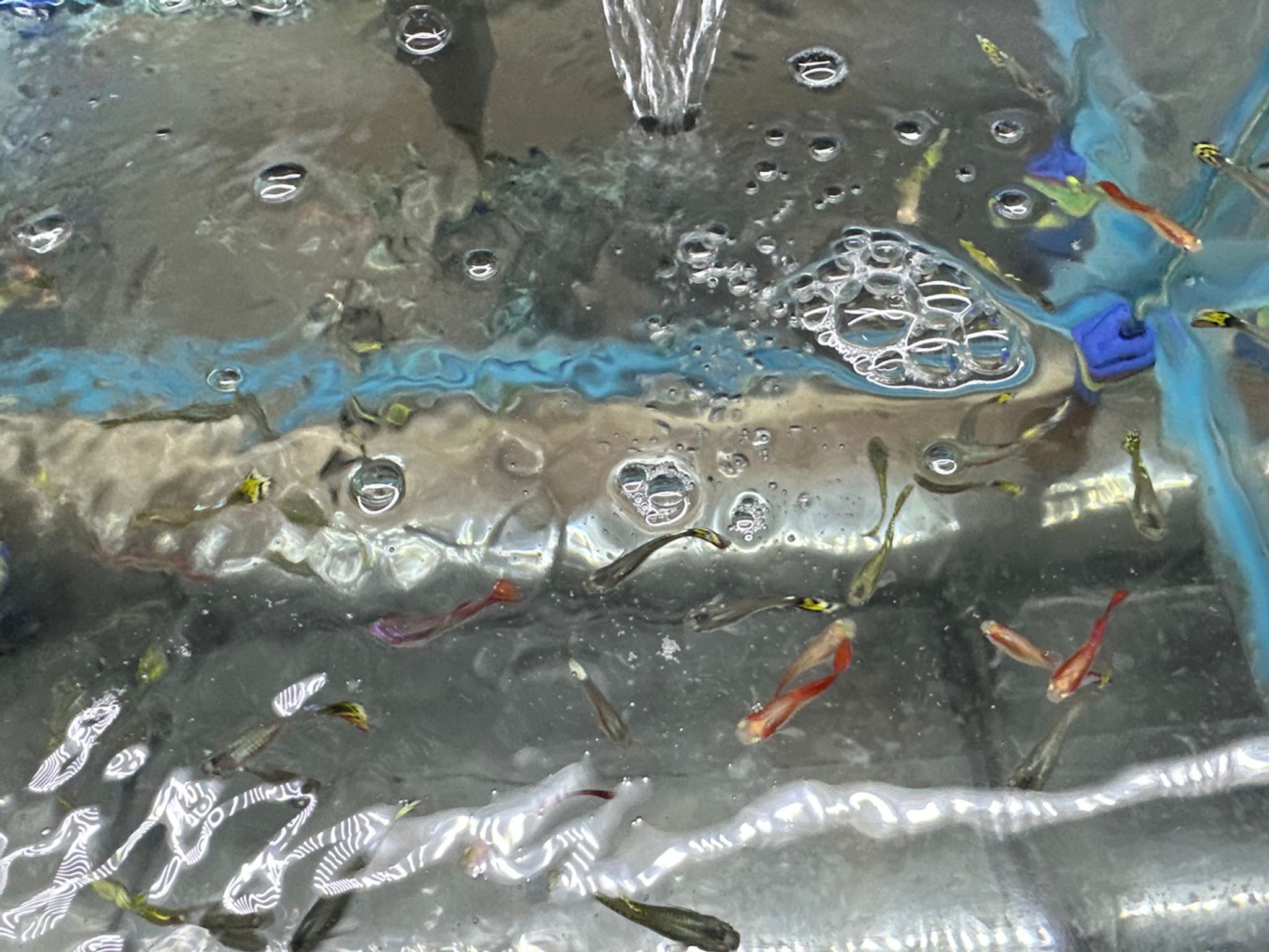 Male Guppy - Assorted