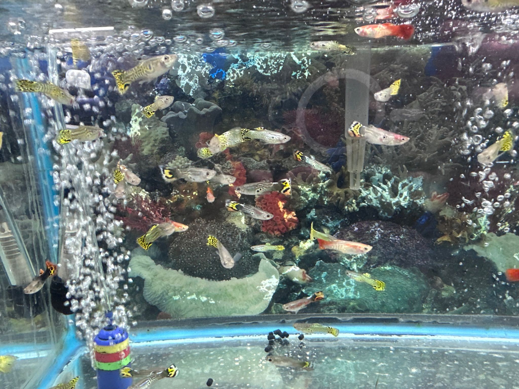 Male Guppy - Assorted