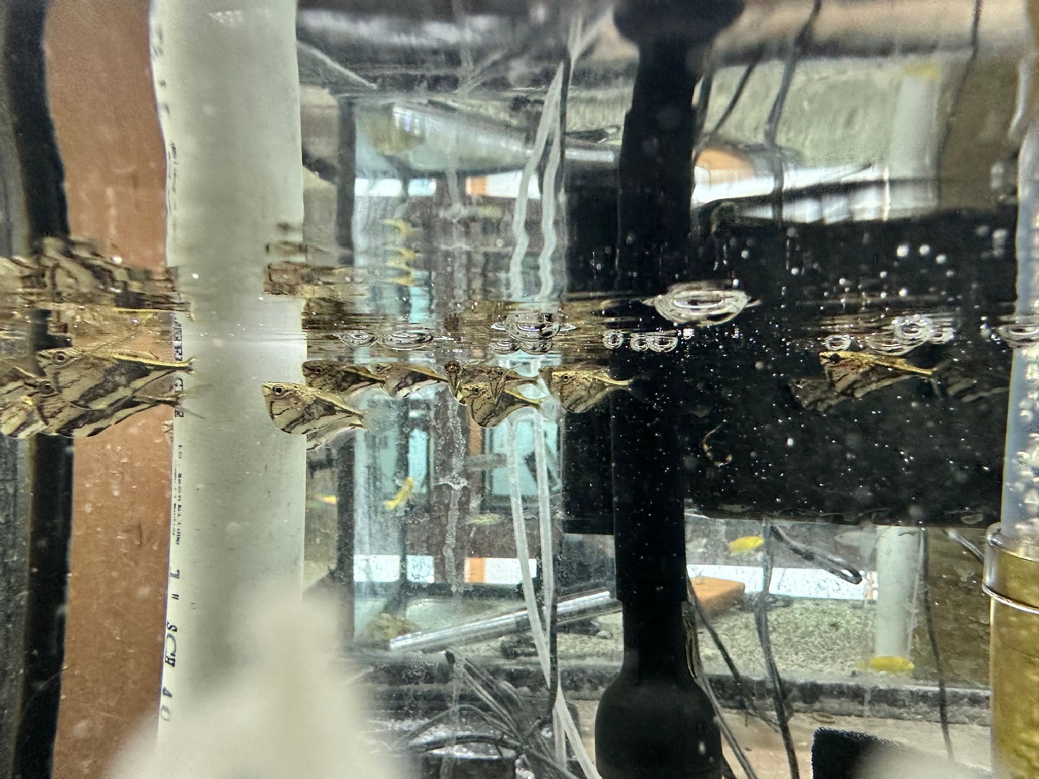 Marble Hatchetfish