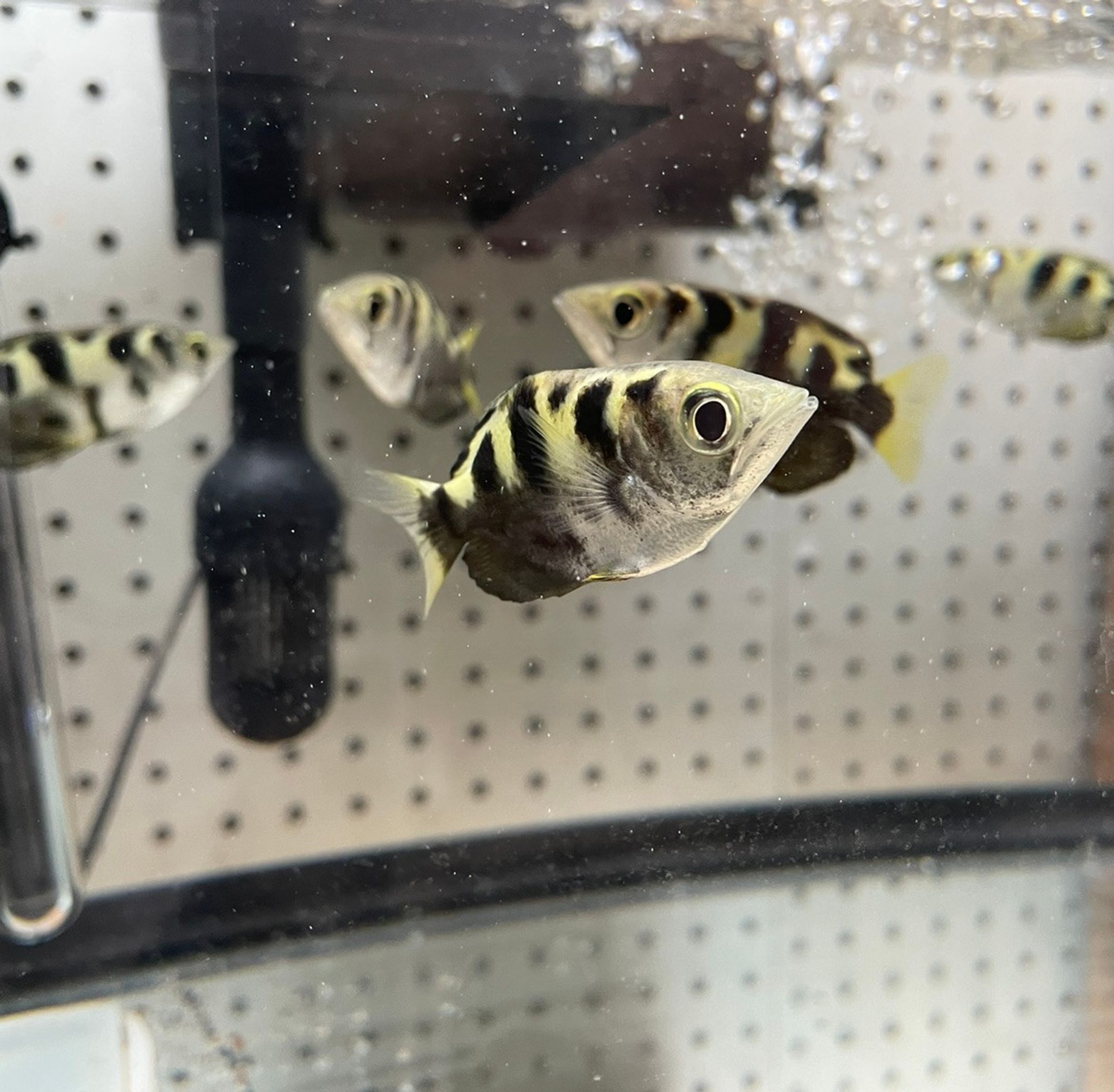 Marbled Archerfish