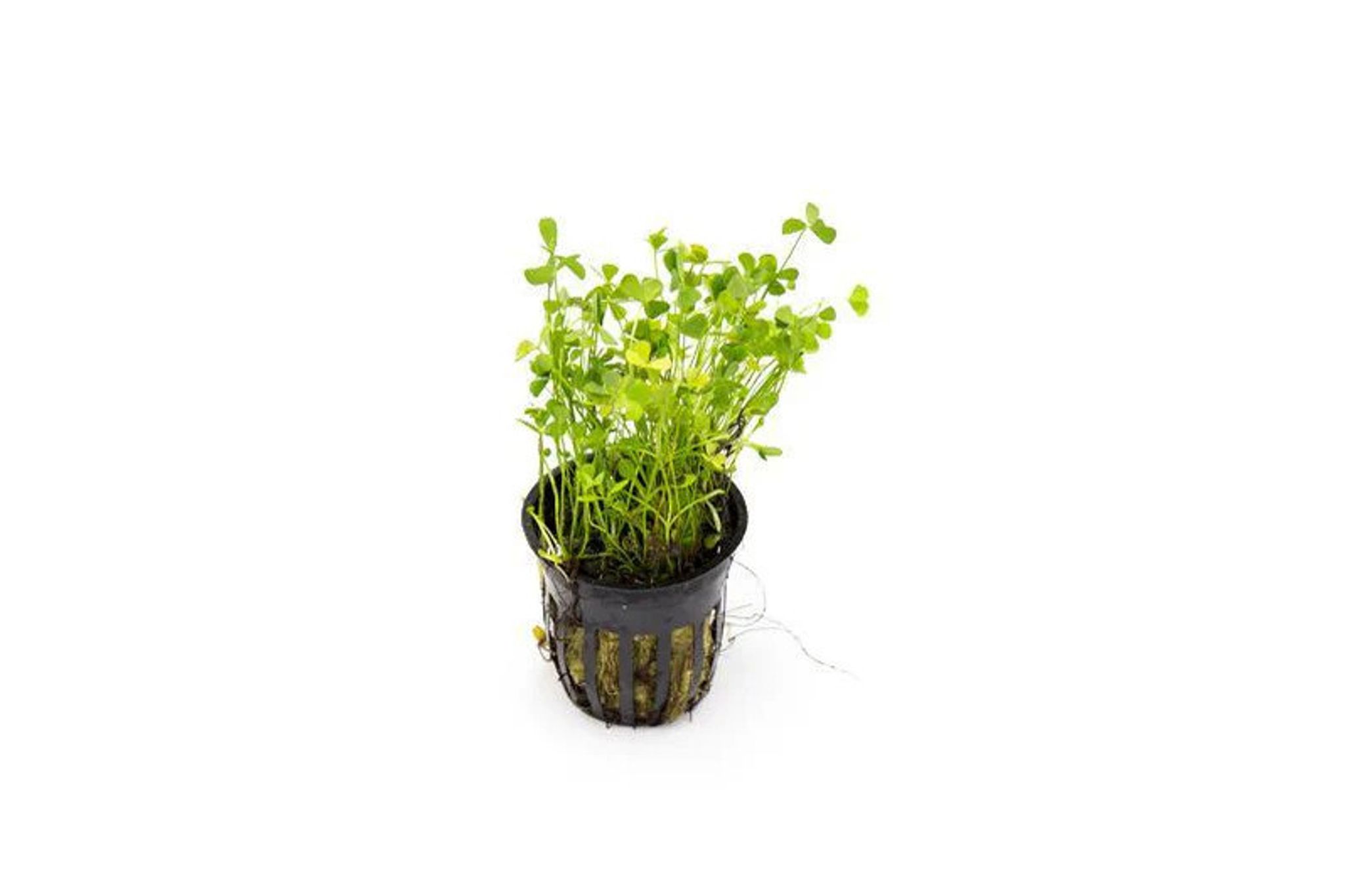 Marsilea Crenata Potted
