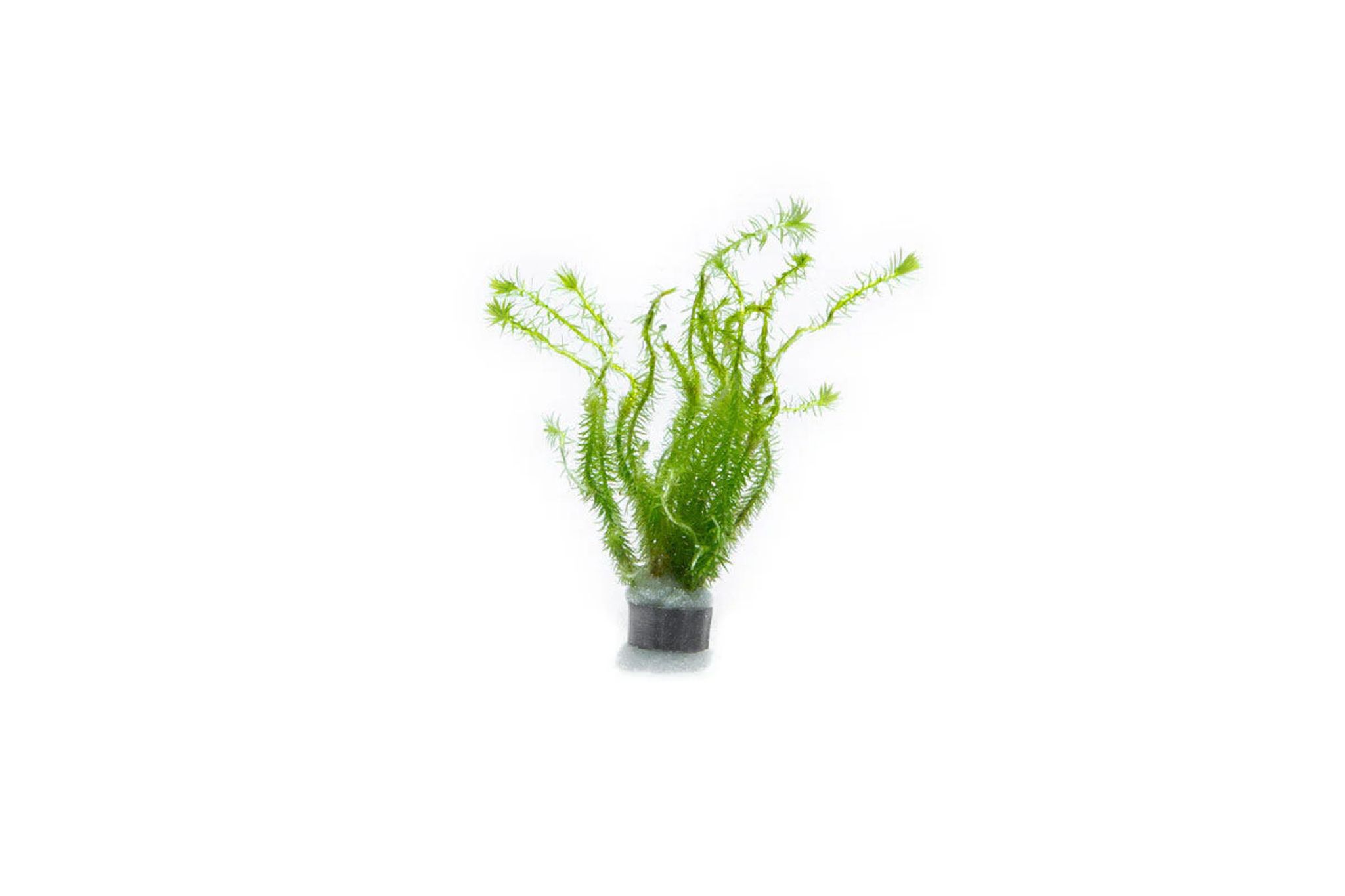 Mayaca Fluviatilis