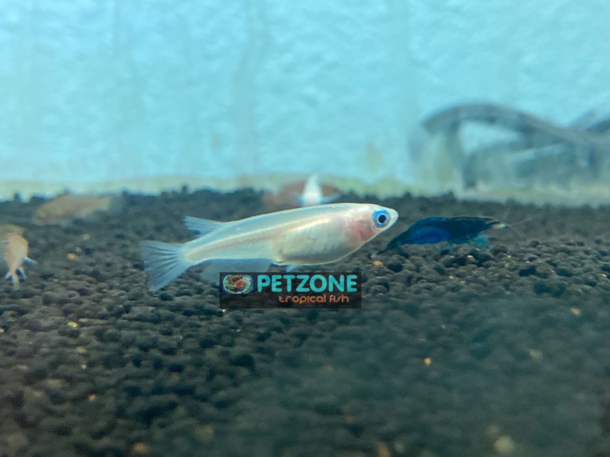 Medaka Rice Fish