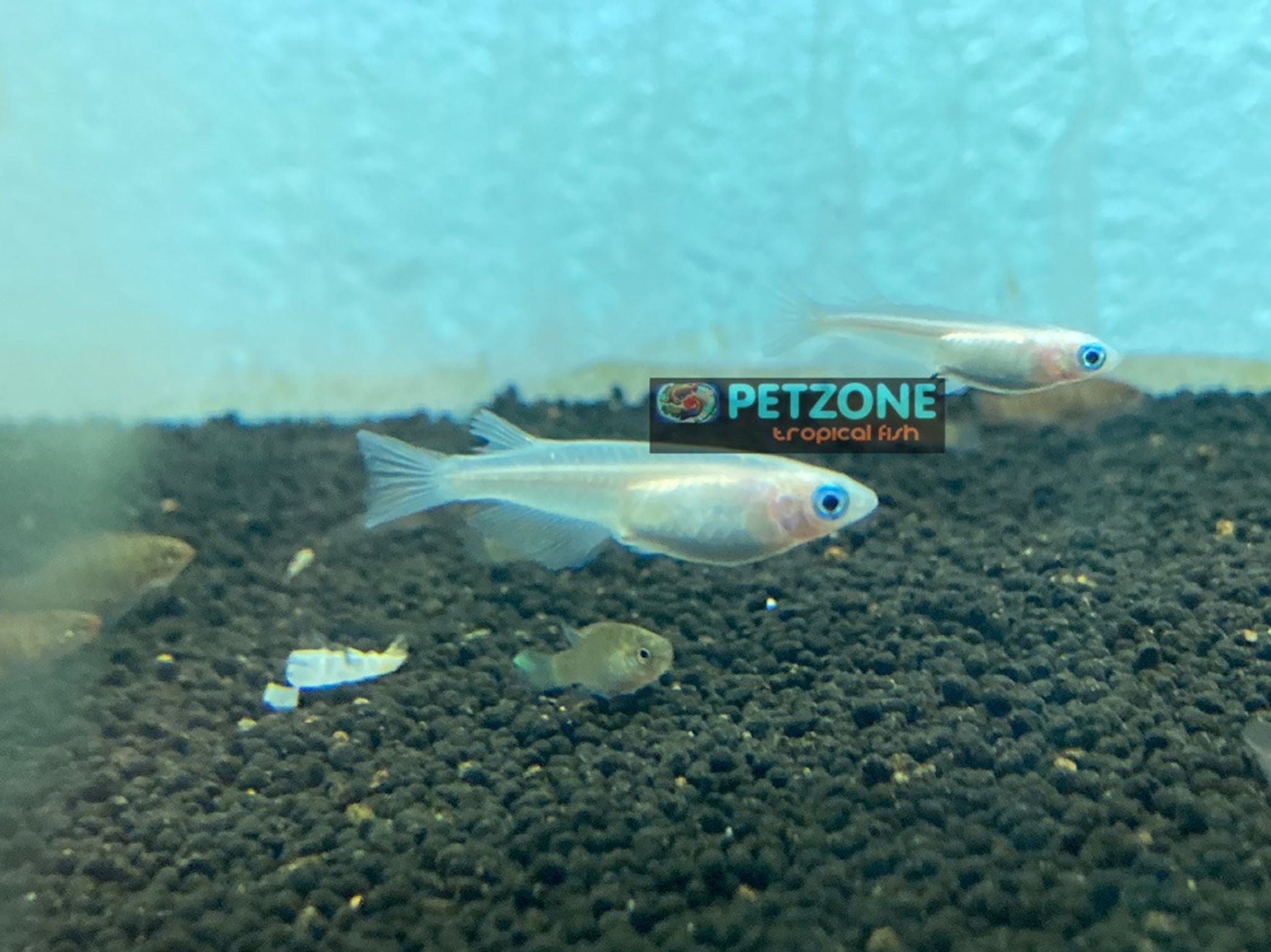 Medaka Rice Fish