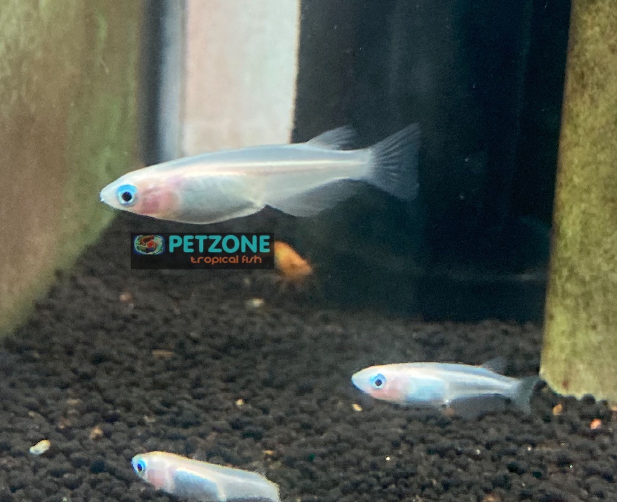 Medaka Rice Fish