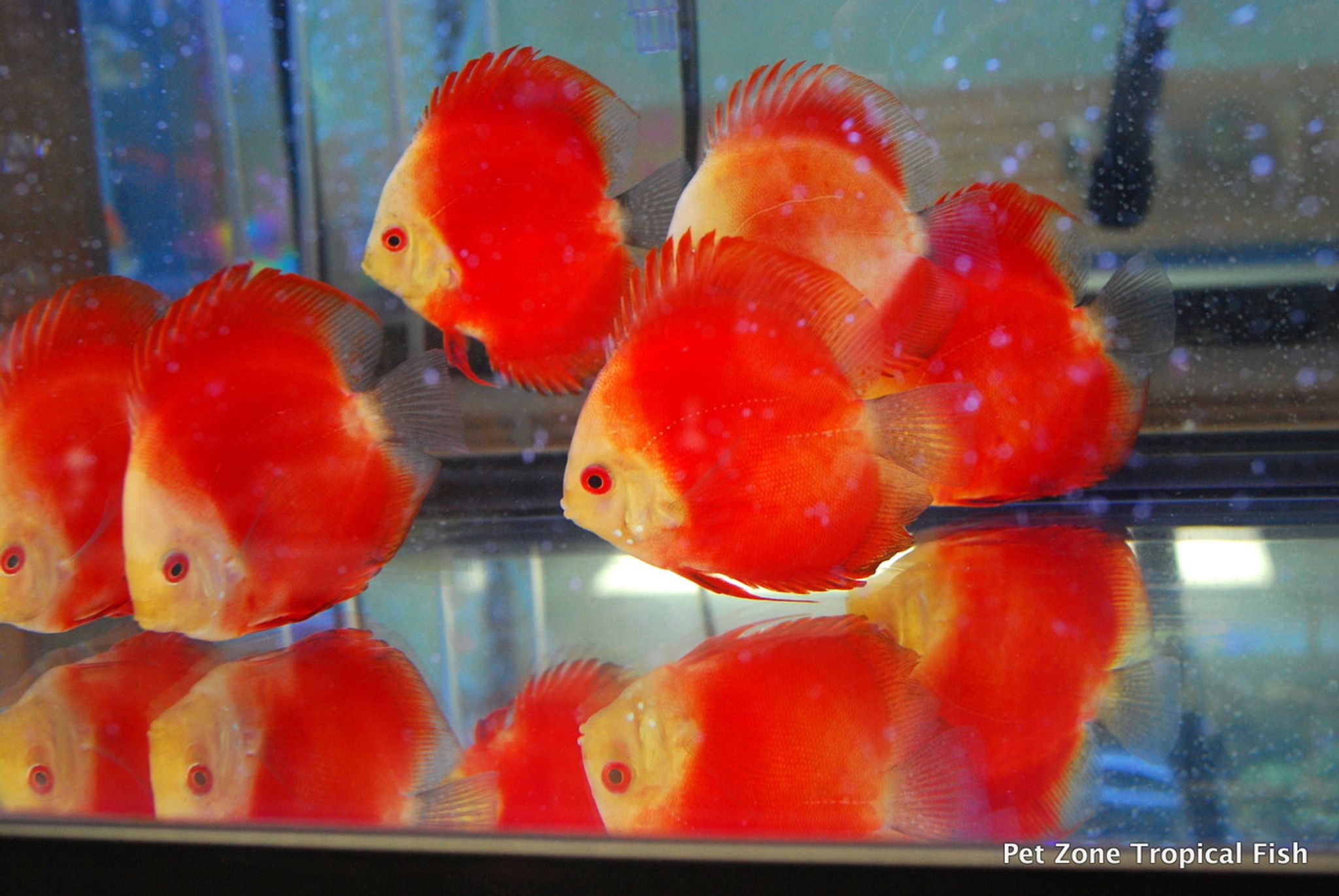 Melon Red Discus, Medium