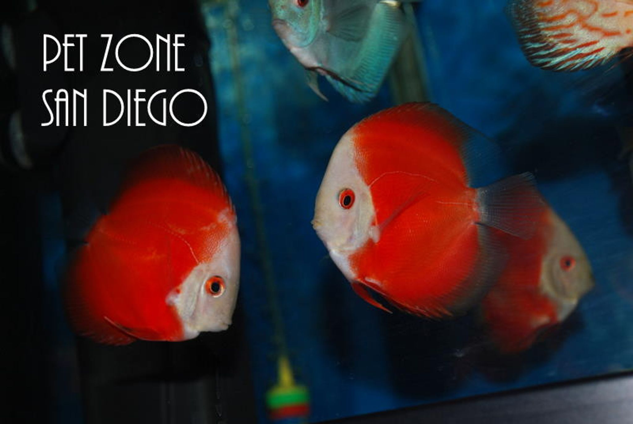 Melon Red Discus