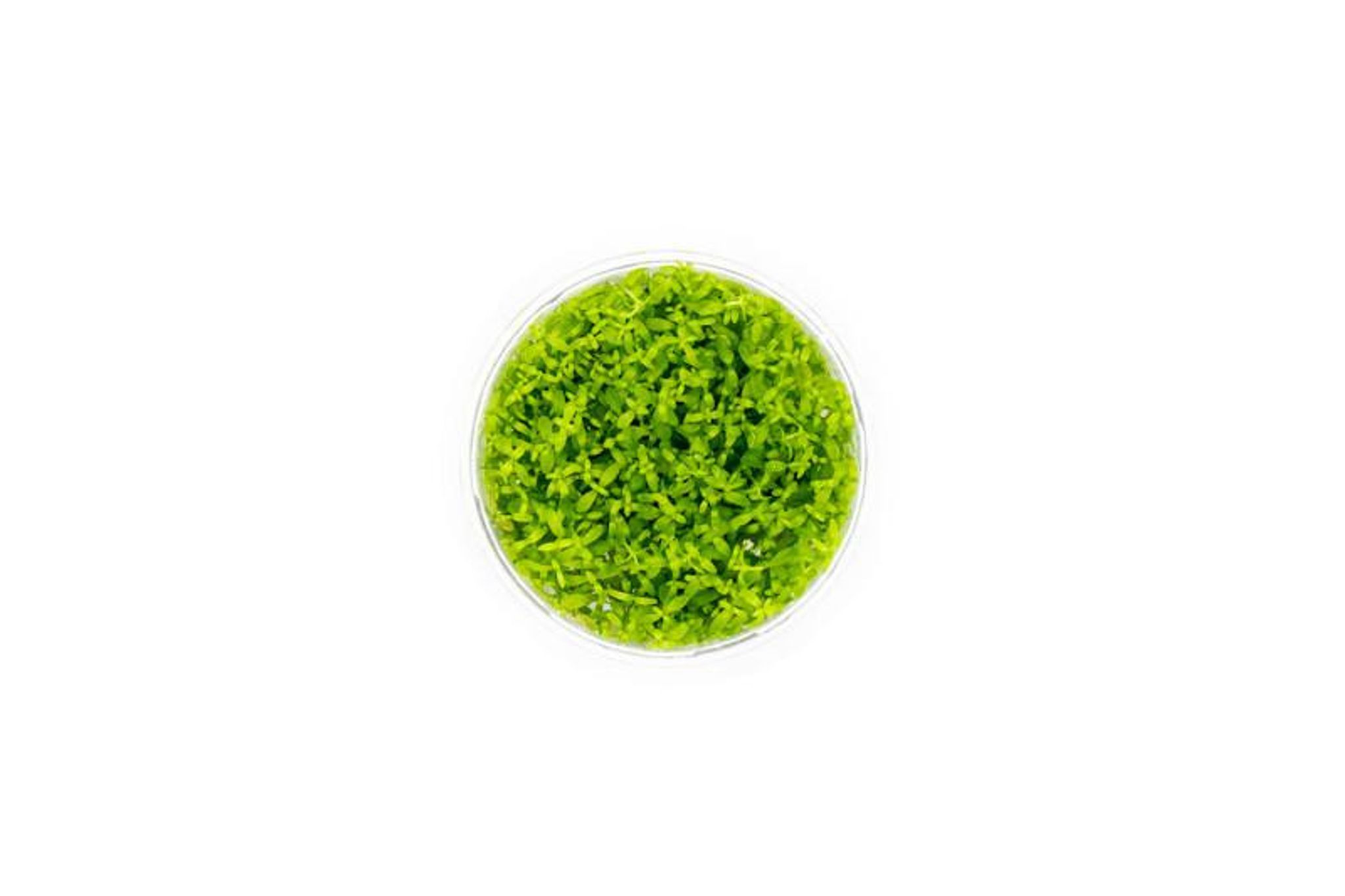 Micranthemum Micranthemoides UNS Tissue Culture